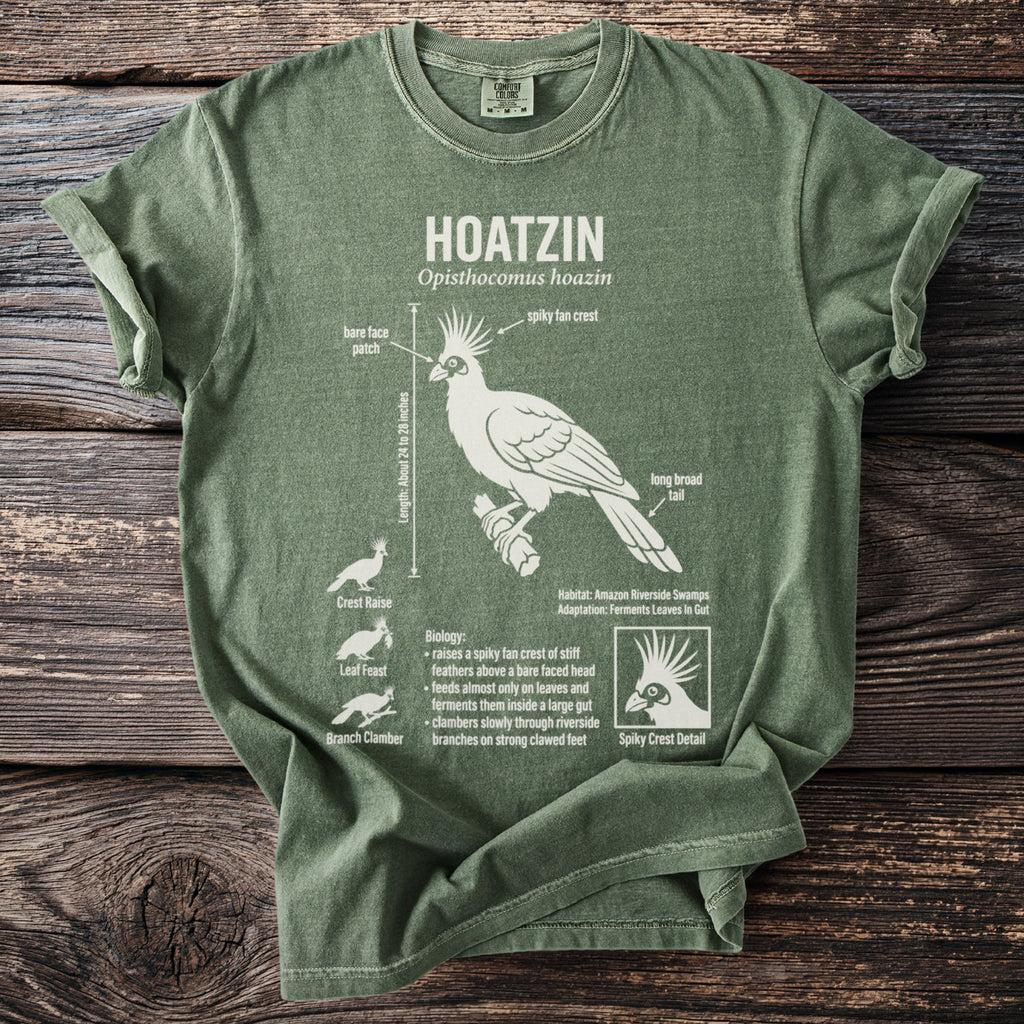 Hoatzin bird diagram with scientific details and labeled features of a spiky crest.