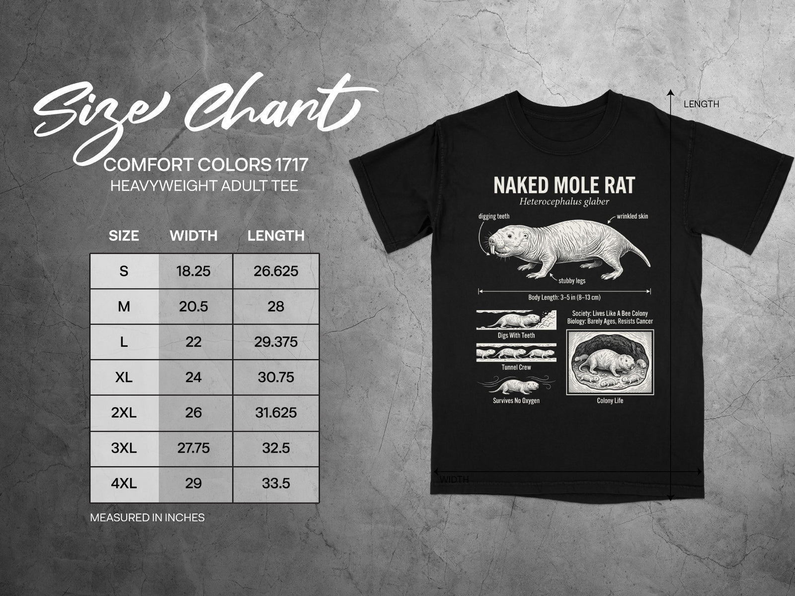Comfort Colors 1717 garment size chart in inches.