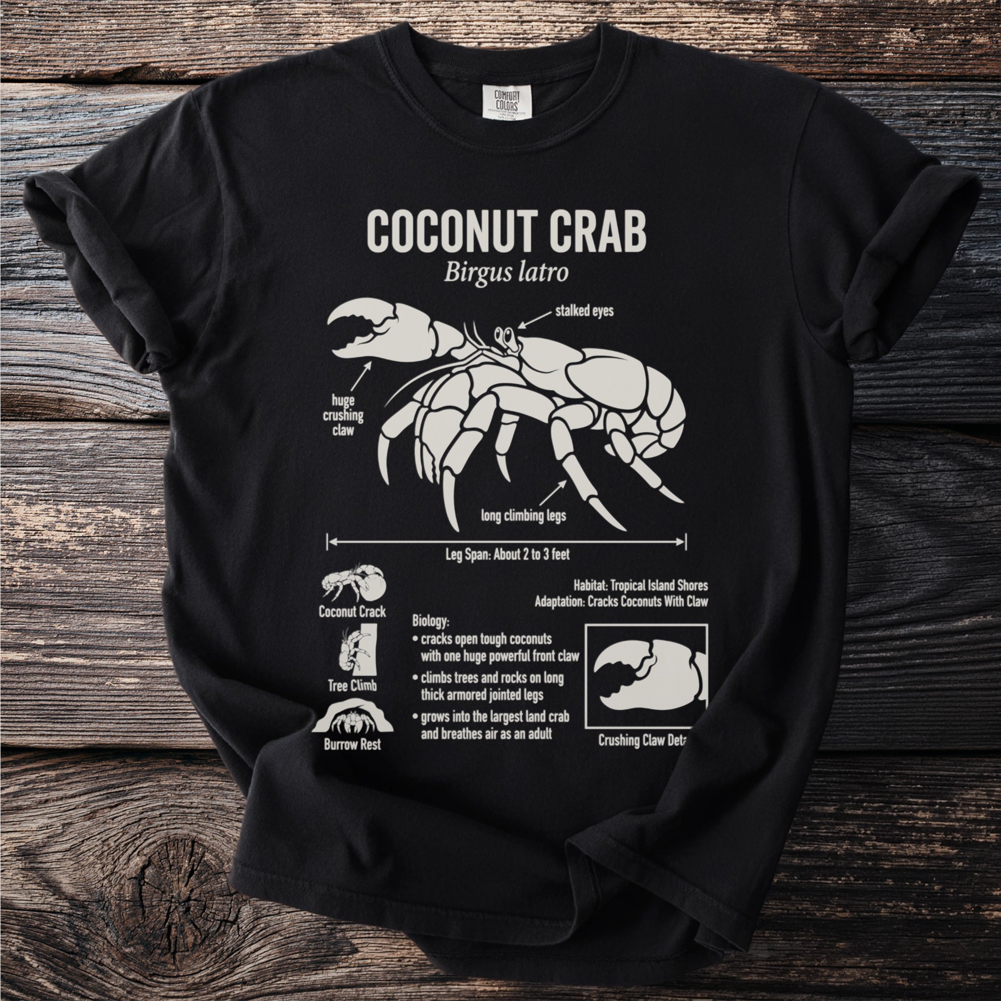 Coconut Crab illustration with its biology, leg span, and adaptations.