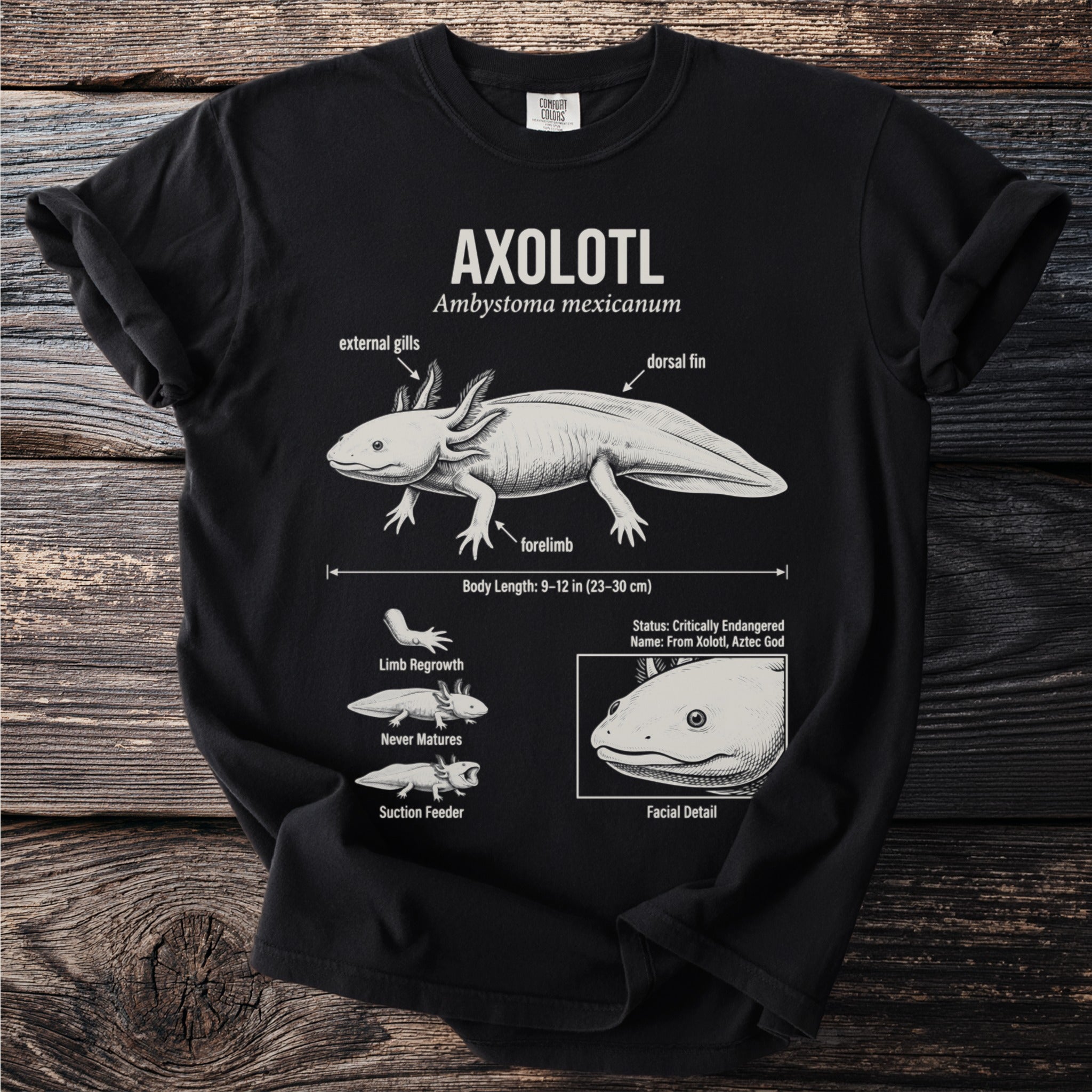 Black t-shirt with an illustration of an axolotl and its features, including gills and limb regrowth.
