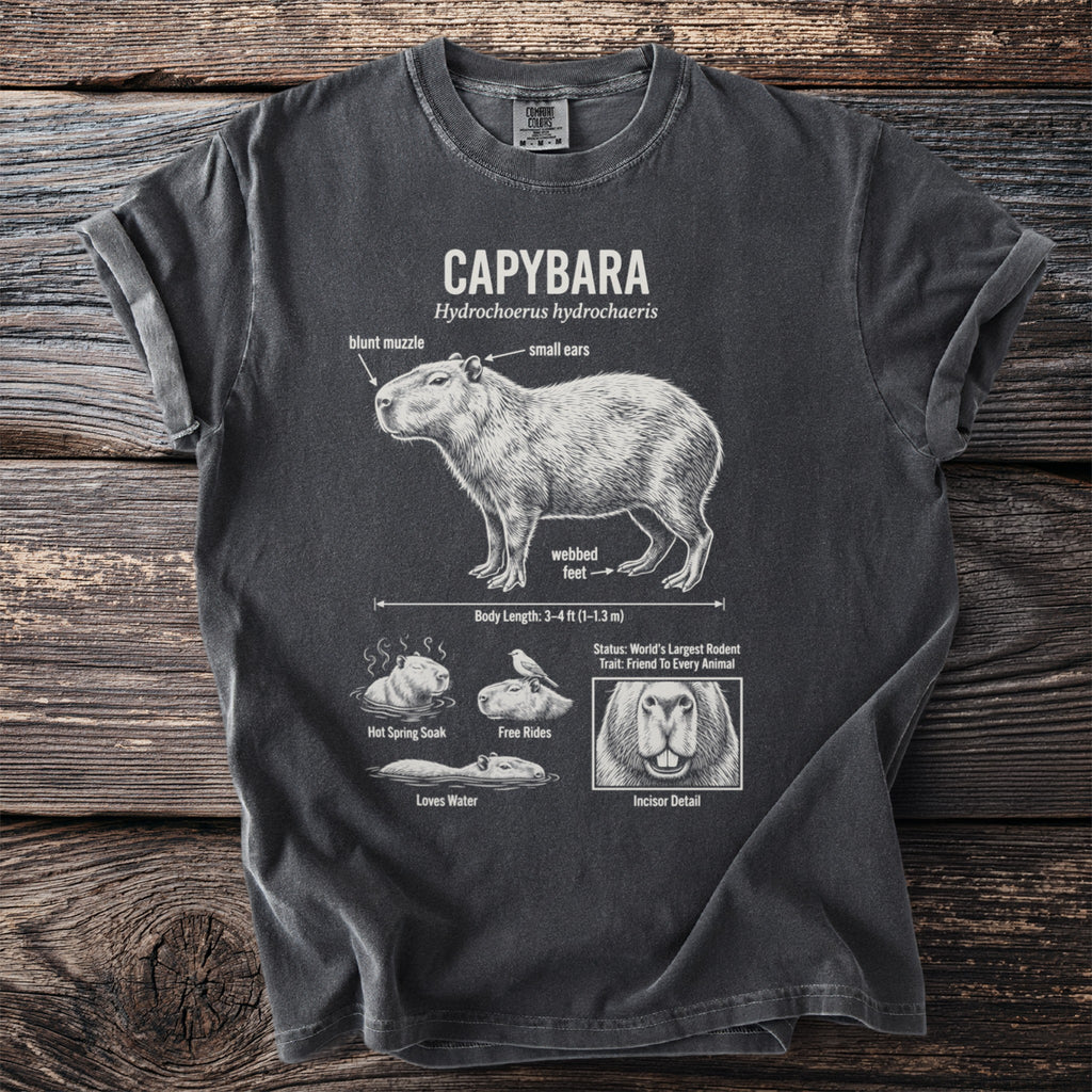 Capybara illustration with labels identifying its features, size, and habits. Inclues incisor detail.