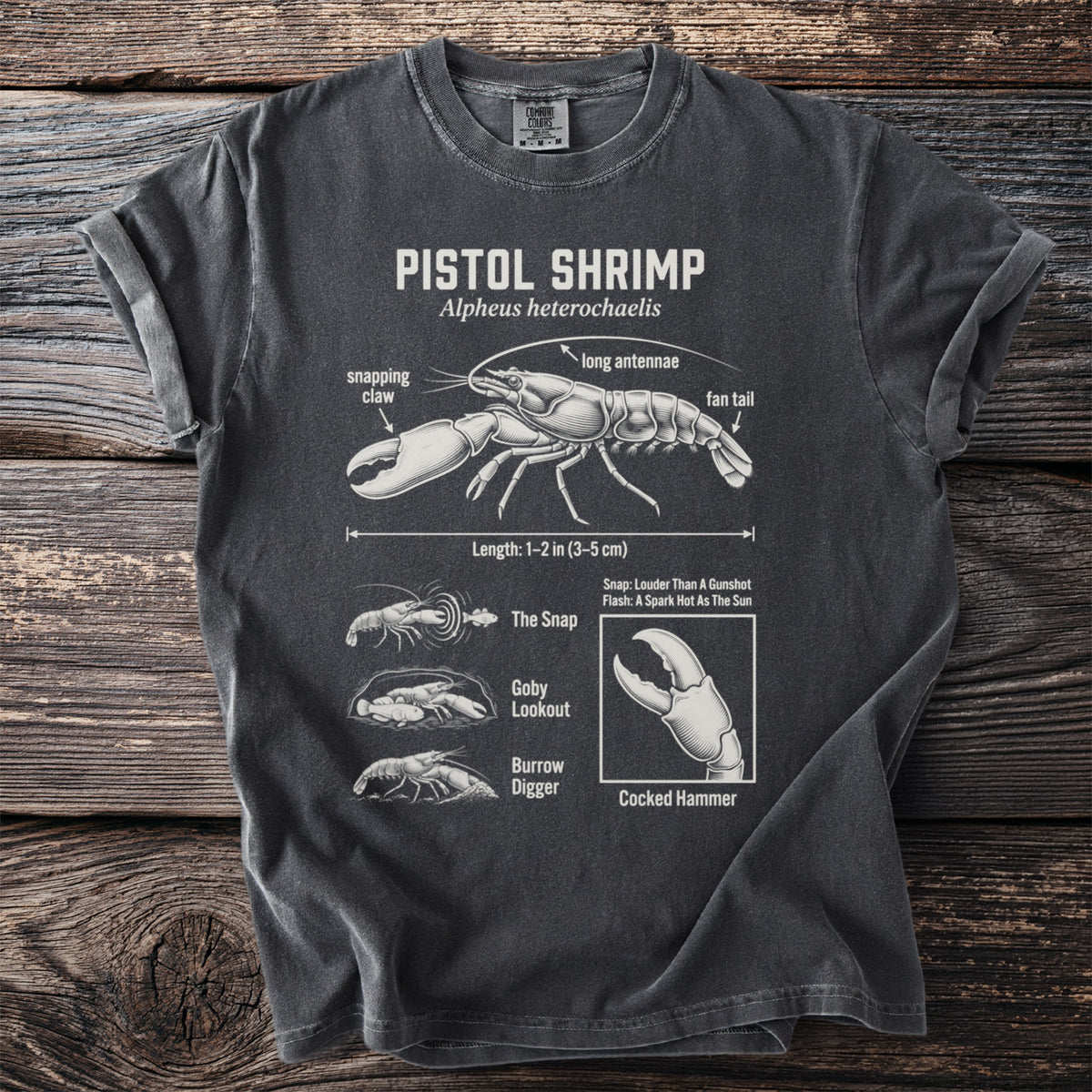 Pistol Shrimp diagram with labels including snapping claw, long antennae, fan tail, and length.