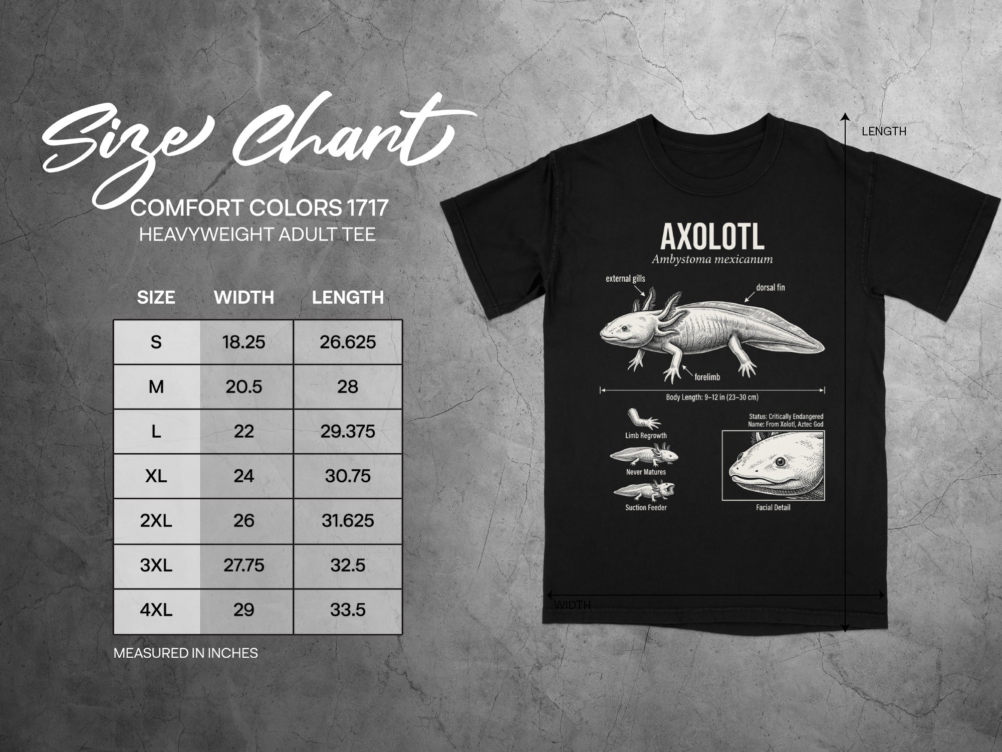 Comfort Colors 1717 garment size chart in inches.
