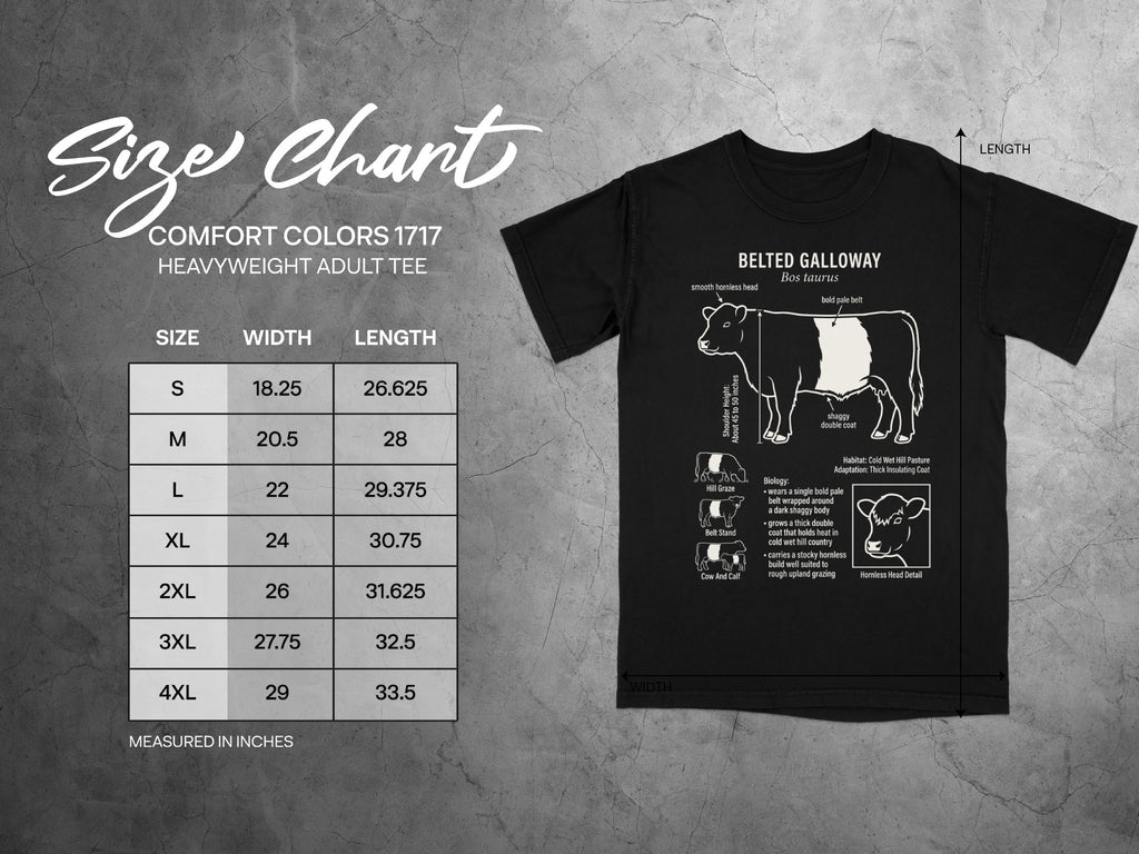 Belted Galloway cattle size chart with width and length measurements in inches.