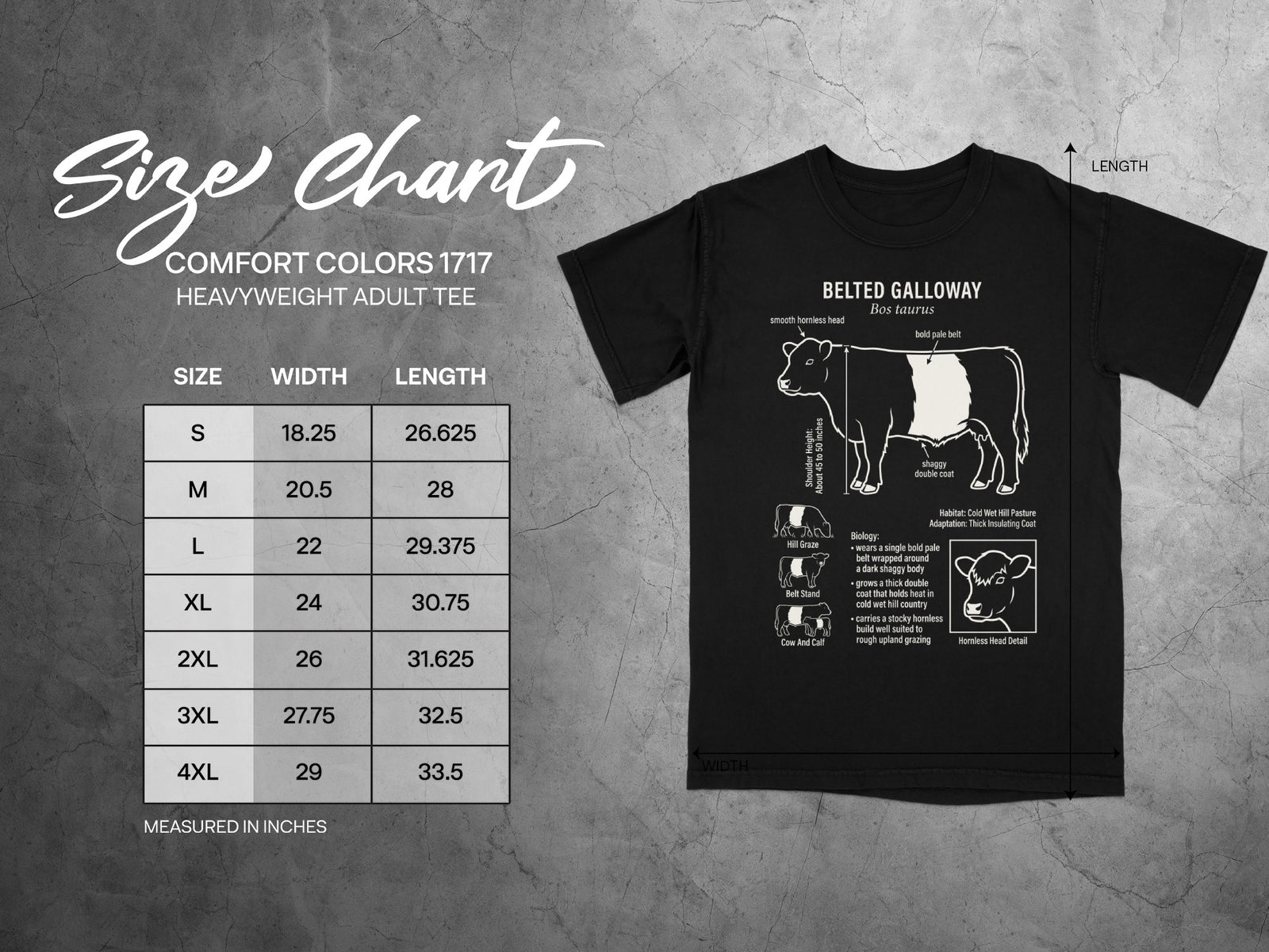 Belted Galloway cattle size chart with width and length measurements in inches.