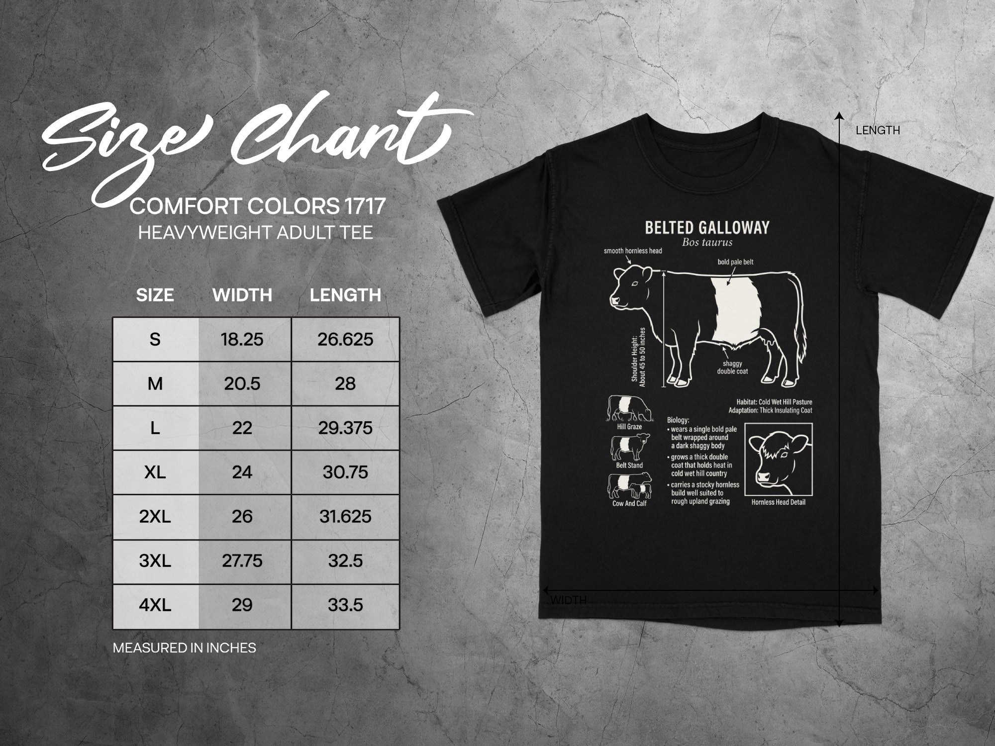 Belted Galloway cattle size chart with width and length measurements in inches.
