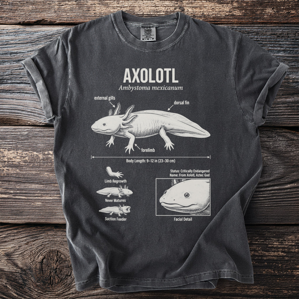 Dark grey t-shirt with an axolotl diagram, showing external gills, dorsal fin, and body length.
