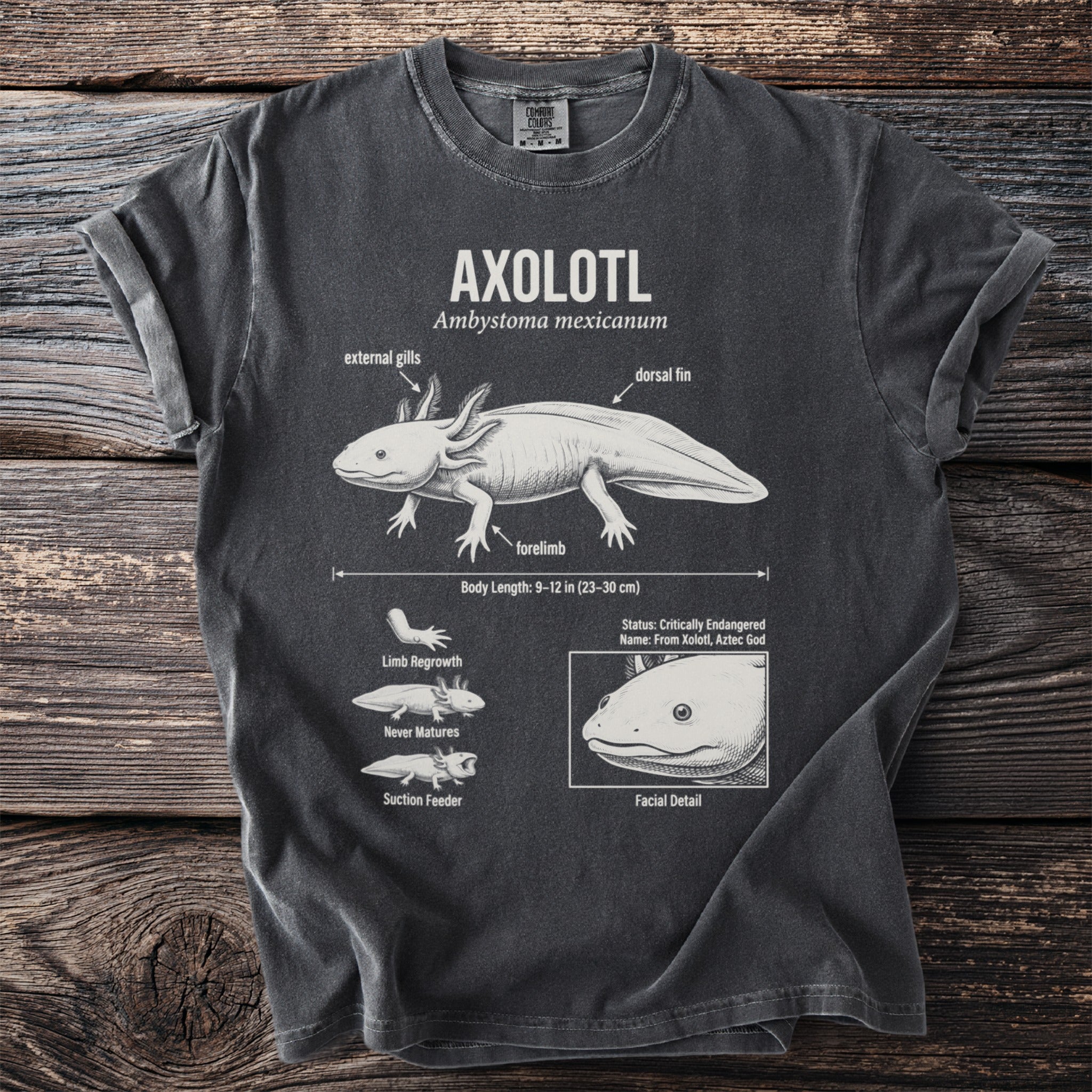 Dark grey t-shirt with an axolotl diagram, showing external gills, dorsal fin, and body length.