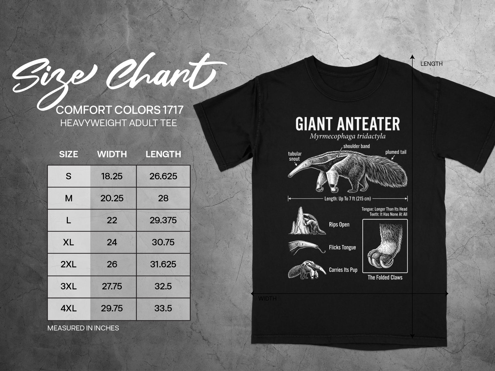 Comfort Colors 1717 heavyweight adult tee size chart with giant anteater illustrations.