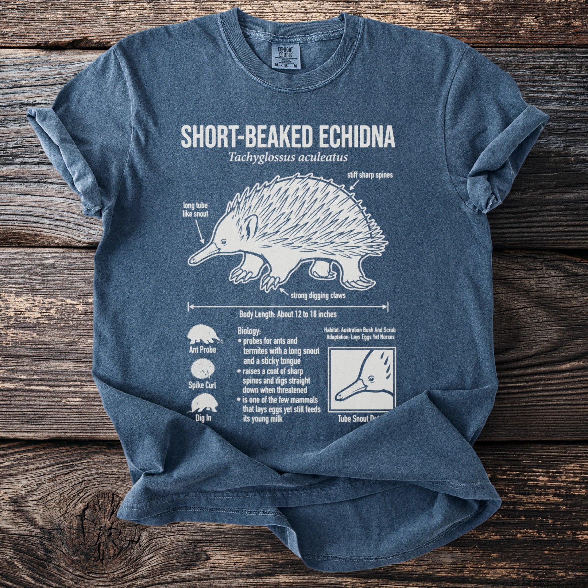 Blue t-shirt with Short-Beaked Echidna illustration and biological facts.