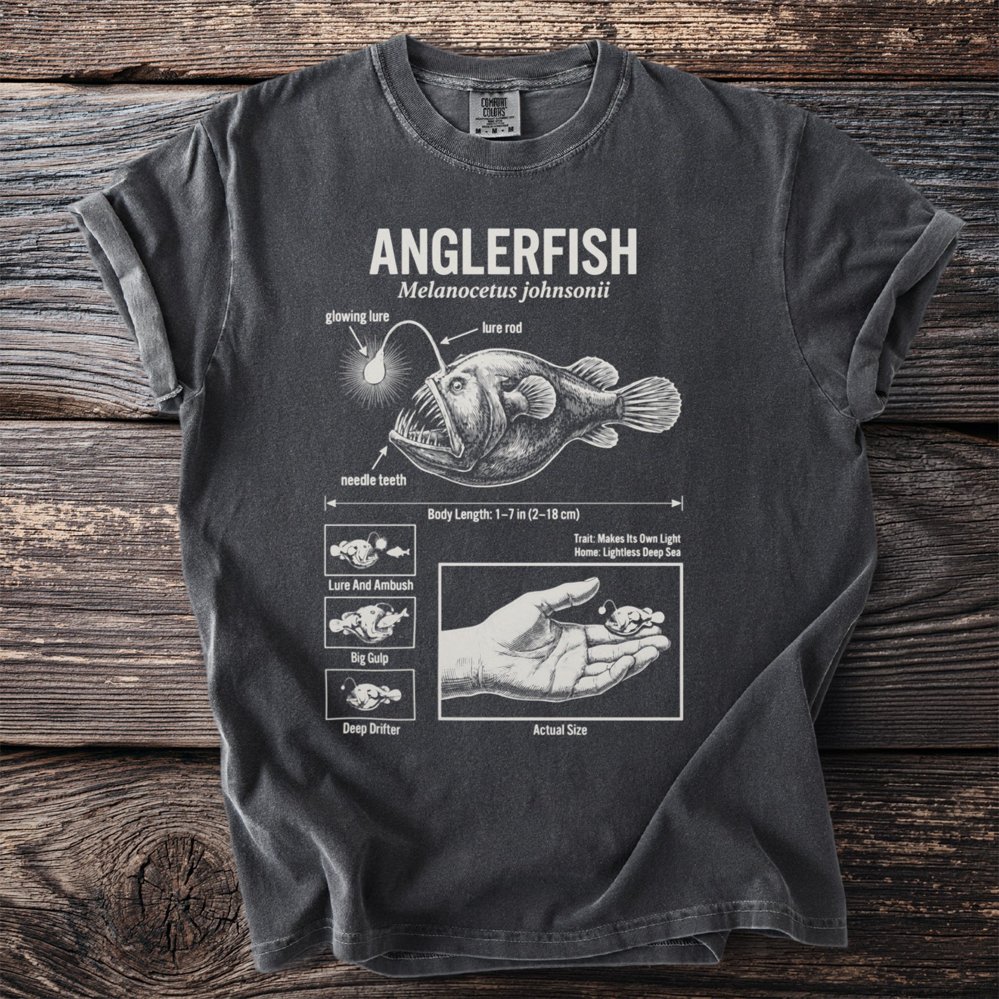 Anglerfish illustration with text detailing its features, length, and hunting habits.