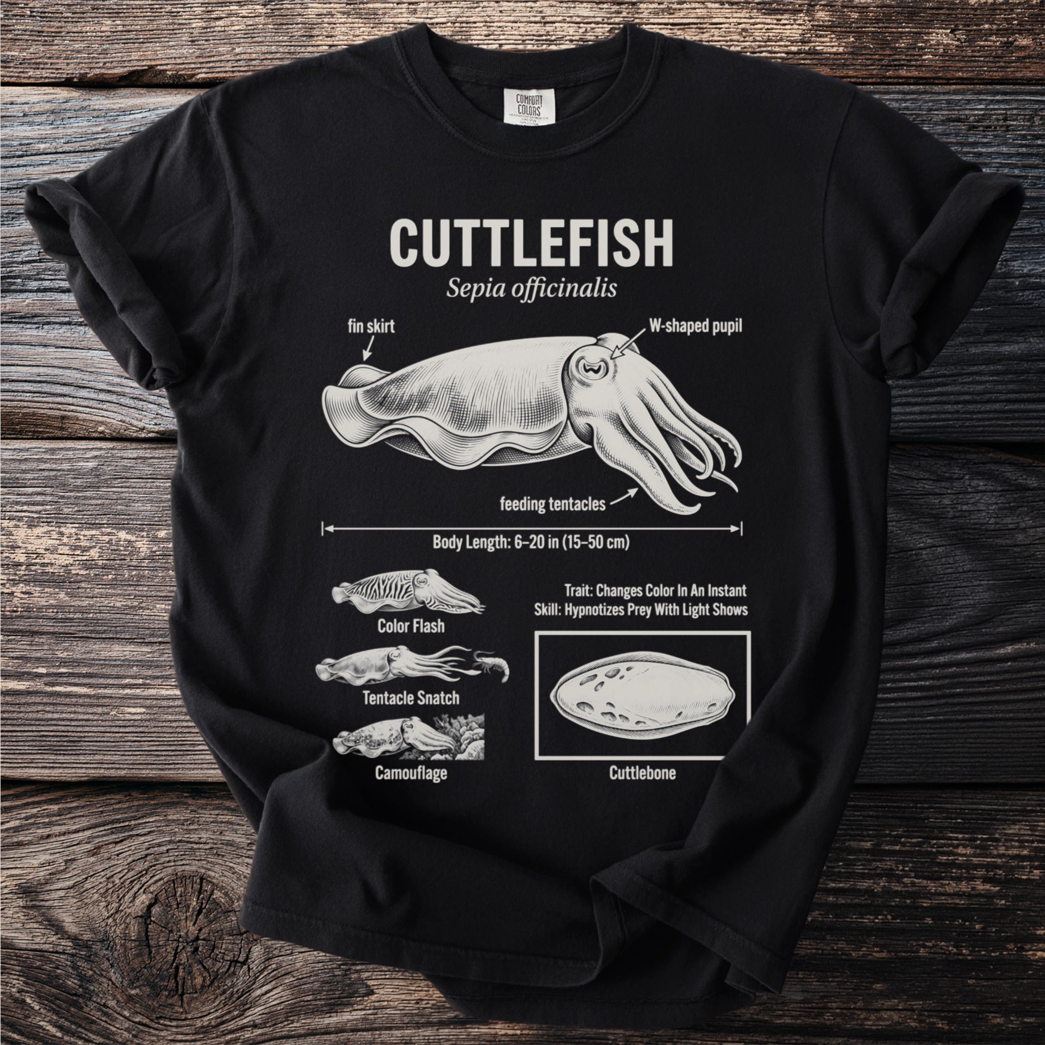 Cuttlefish scientific illustration with labels, body length, and behavioral traits.