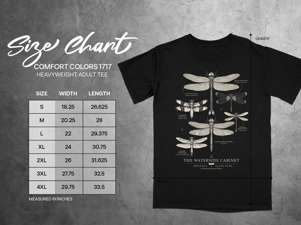 Comfort Colors 1717 heavyweight adult tee size chart with dragonfly illustrations.