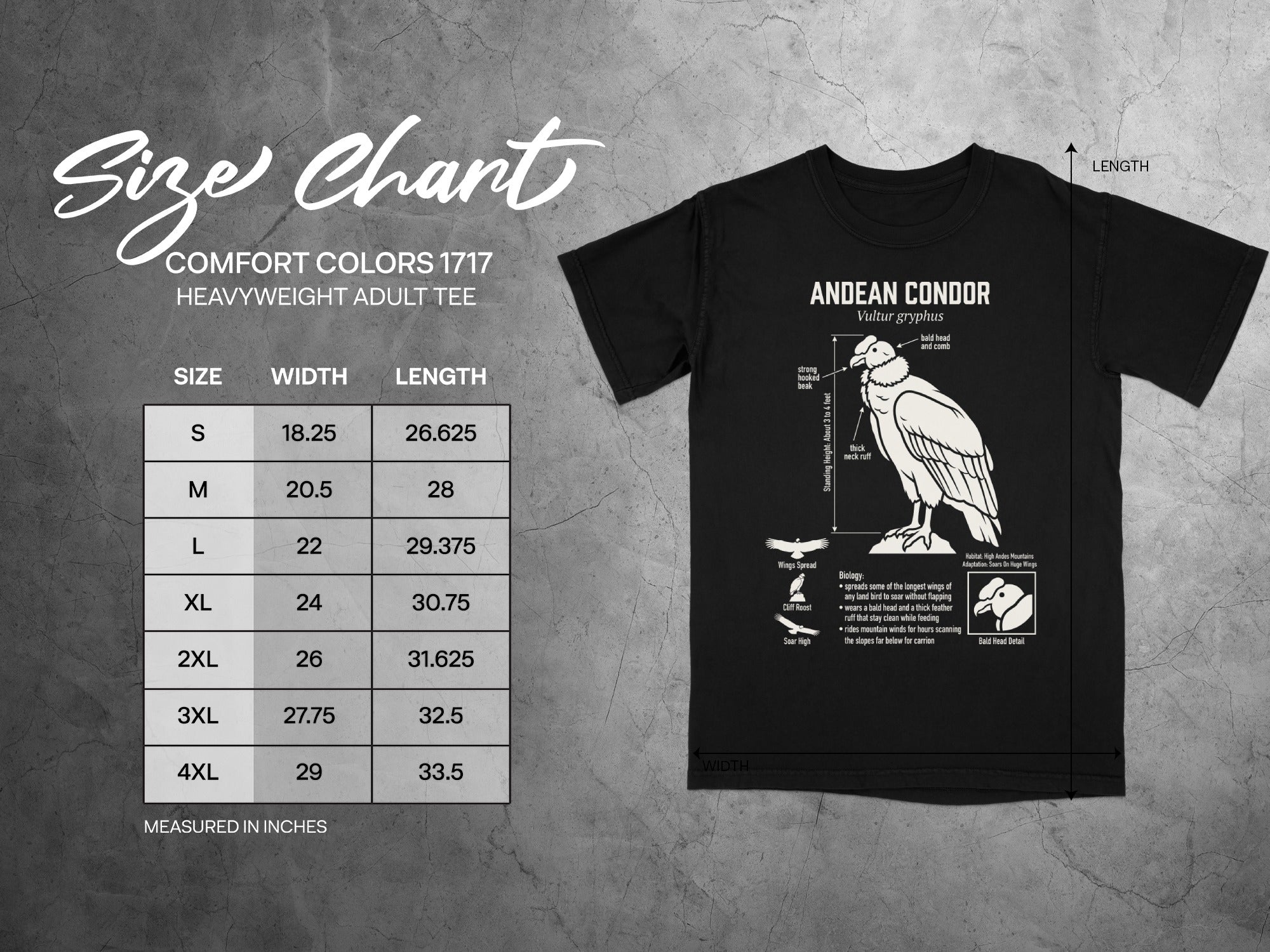 Comfort Colors 1717 size chart with Andean Condor graphic and measurements.