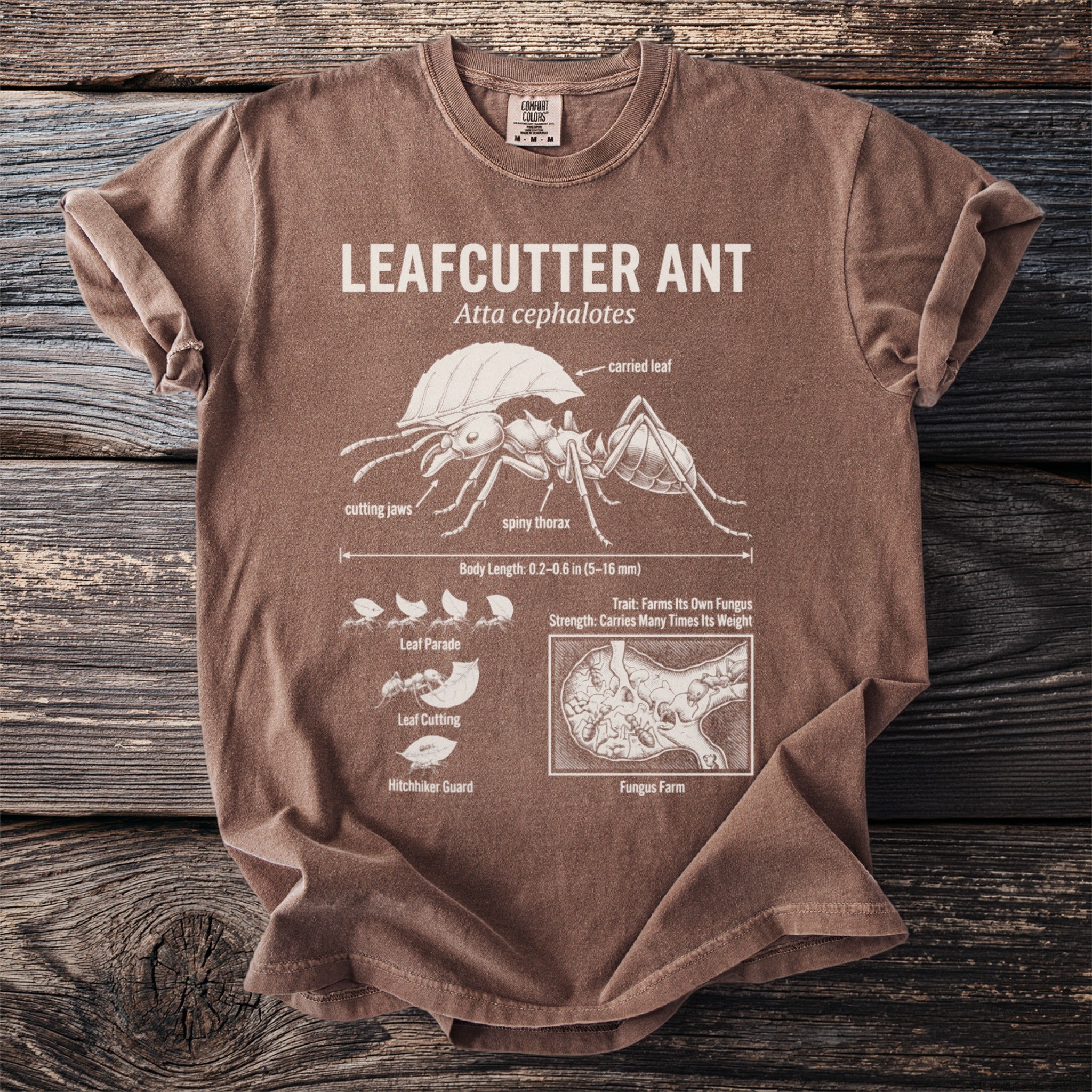 Leafcutter Ant diagram with labeled anatomy, behaviors, and fungus farm.