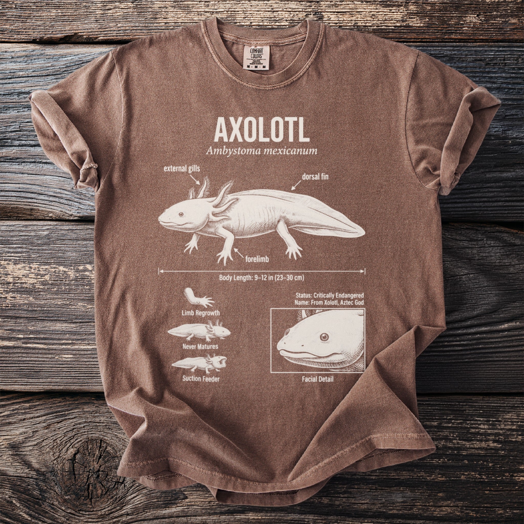 Brown t-shirt with axolotl anatomical diagram, scientific name, and facts.