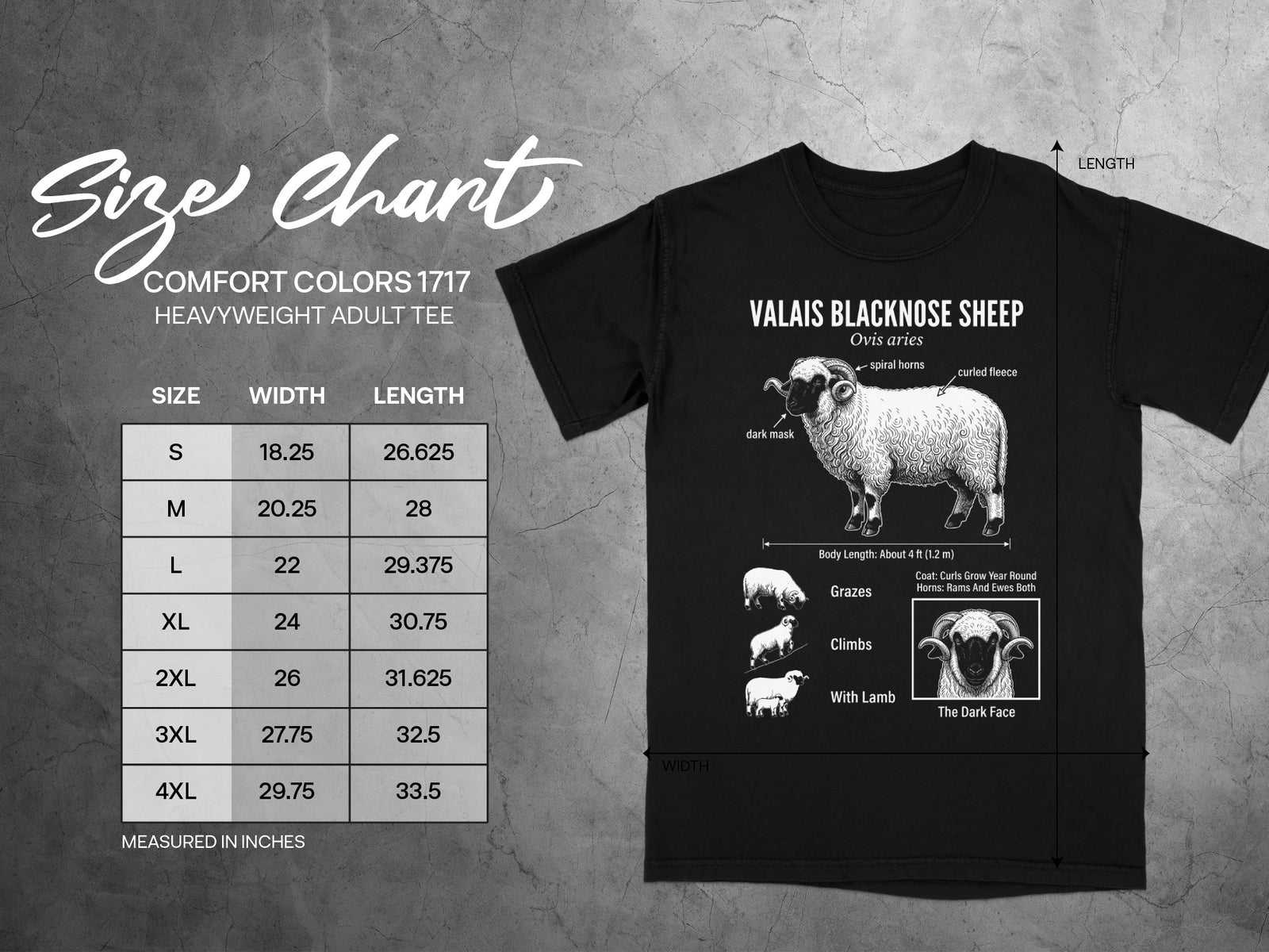 Size chart and illustration of Valais Blacknose Sheep with measurements.