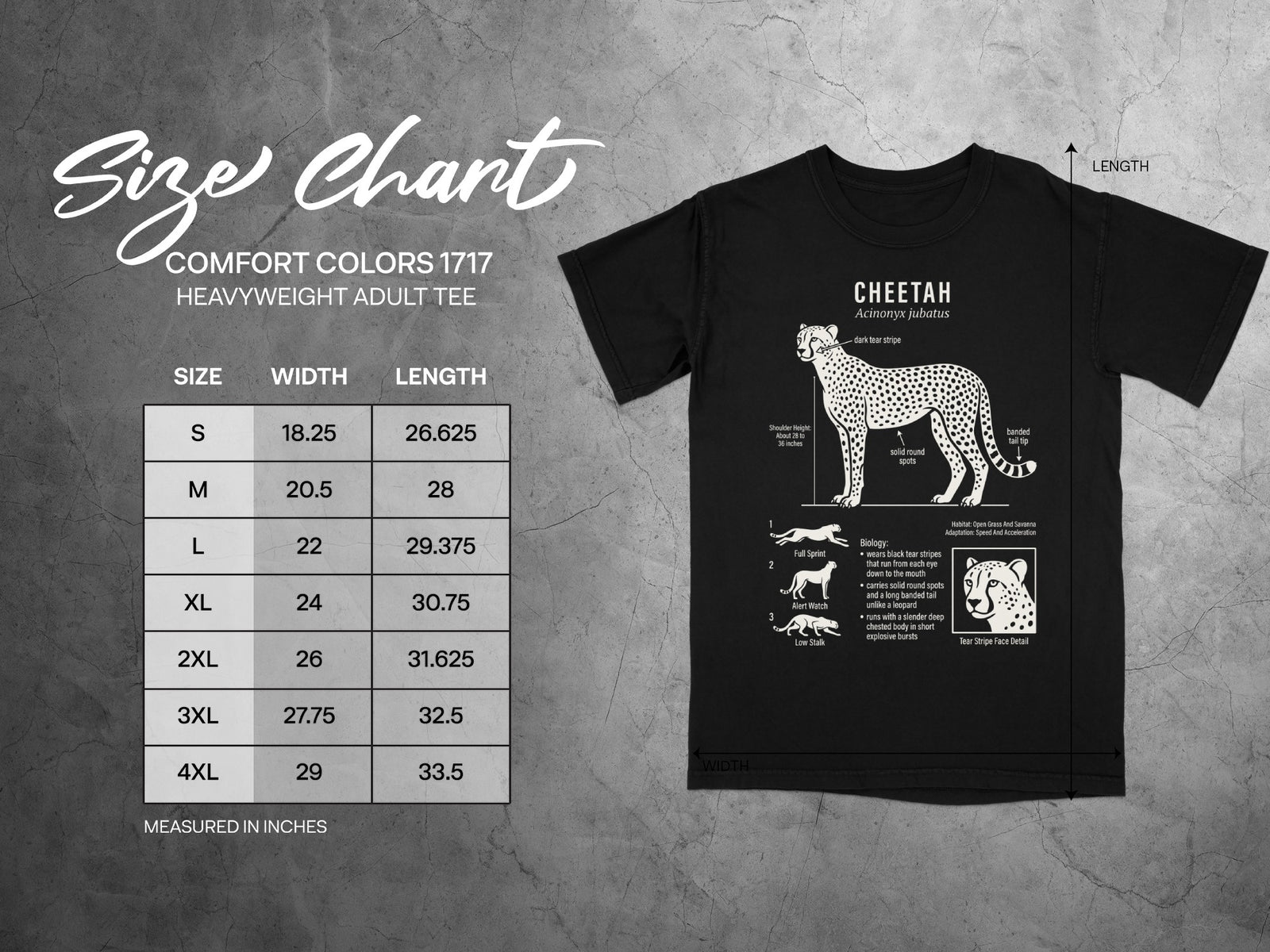 Comfort Colors 1717 adult tee size chart with cheetah illustration and measurements.