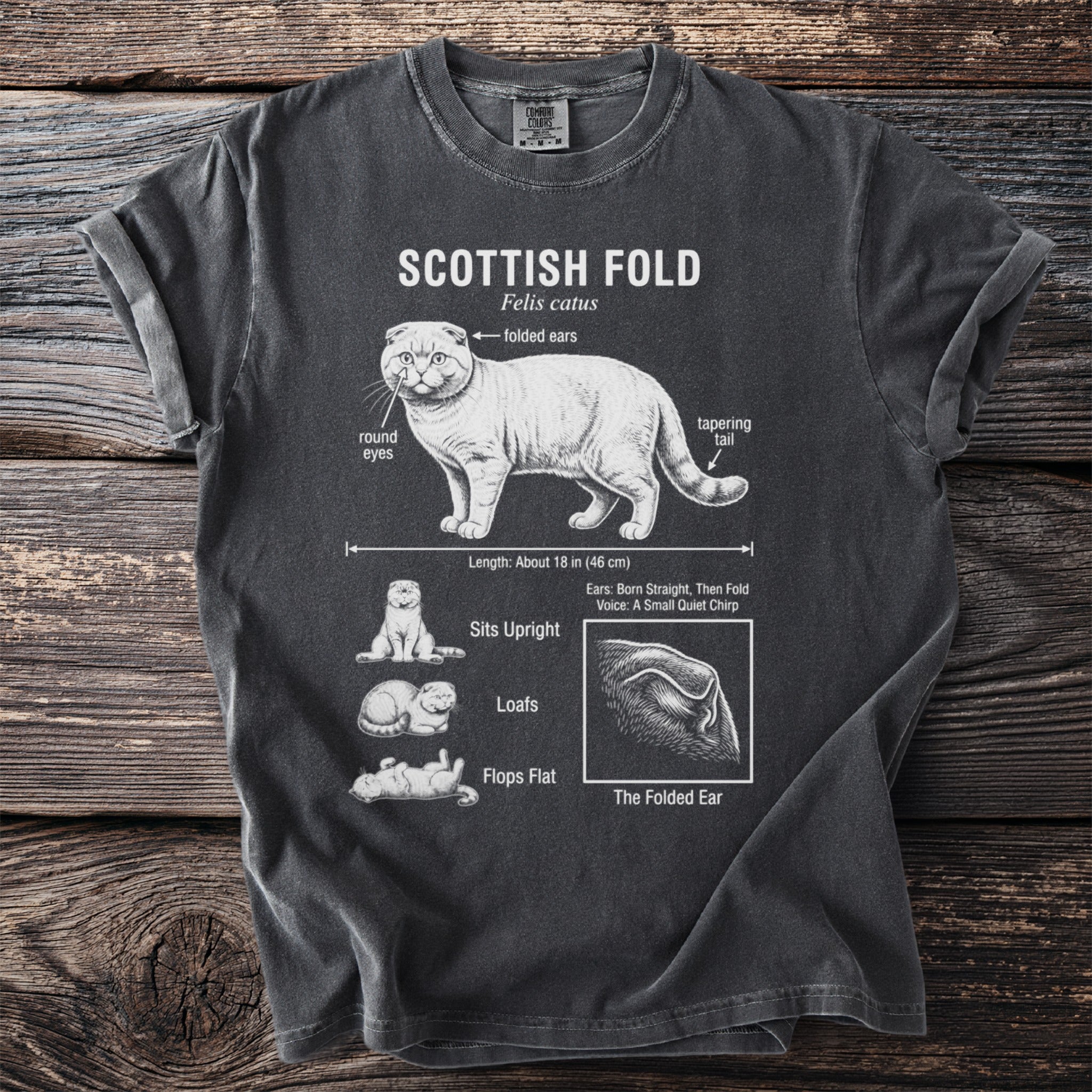 T-shirt with diagram of Scottish Fold cat breed features and poses.