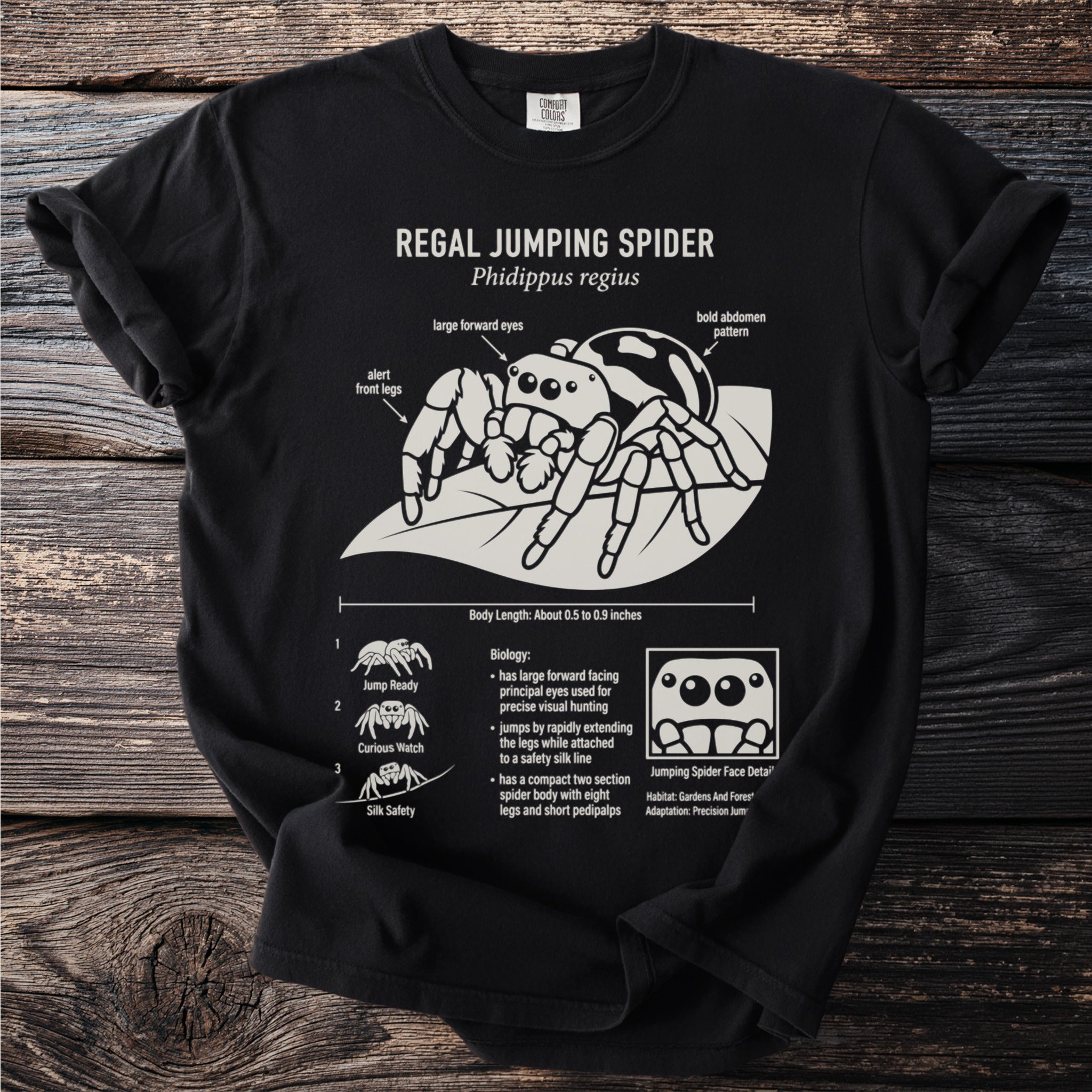 Regal Jumping Spider illustration with biological details and body length.