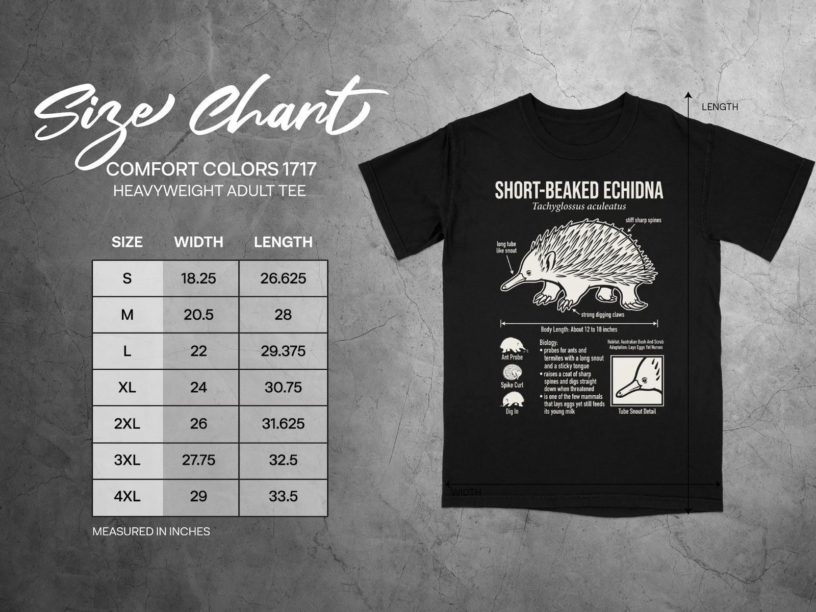 Comfort Colors 1717 heavyweight adult tee size chart with echidna illustration.