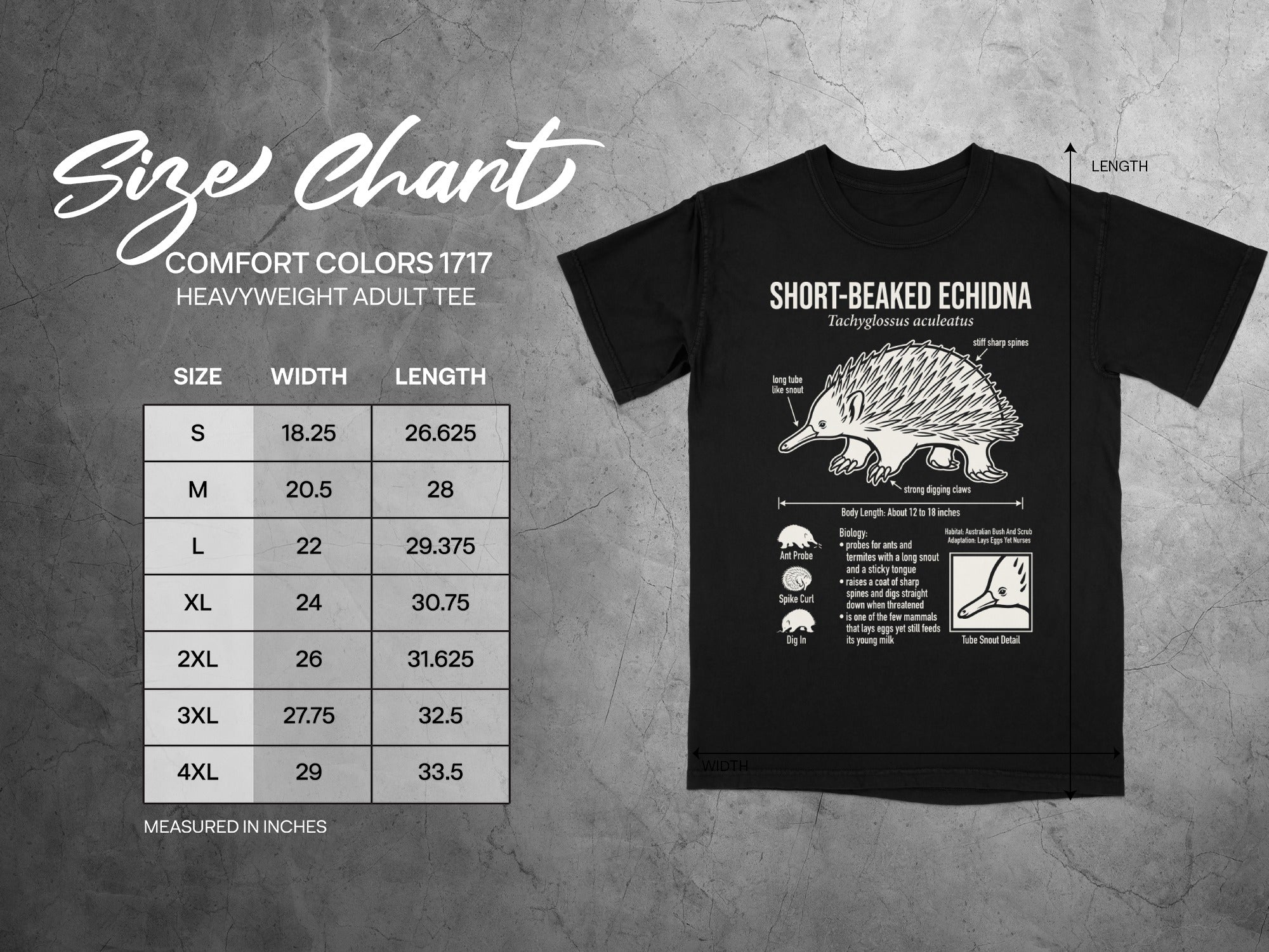 Comfort Colors 1717 heavyweight adult tee size chart with echidna illustration.