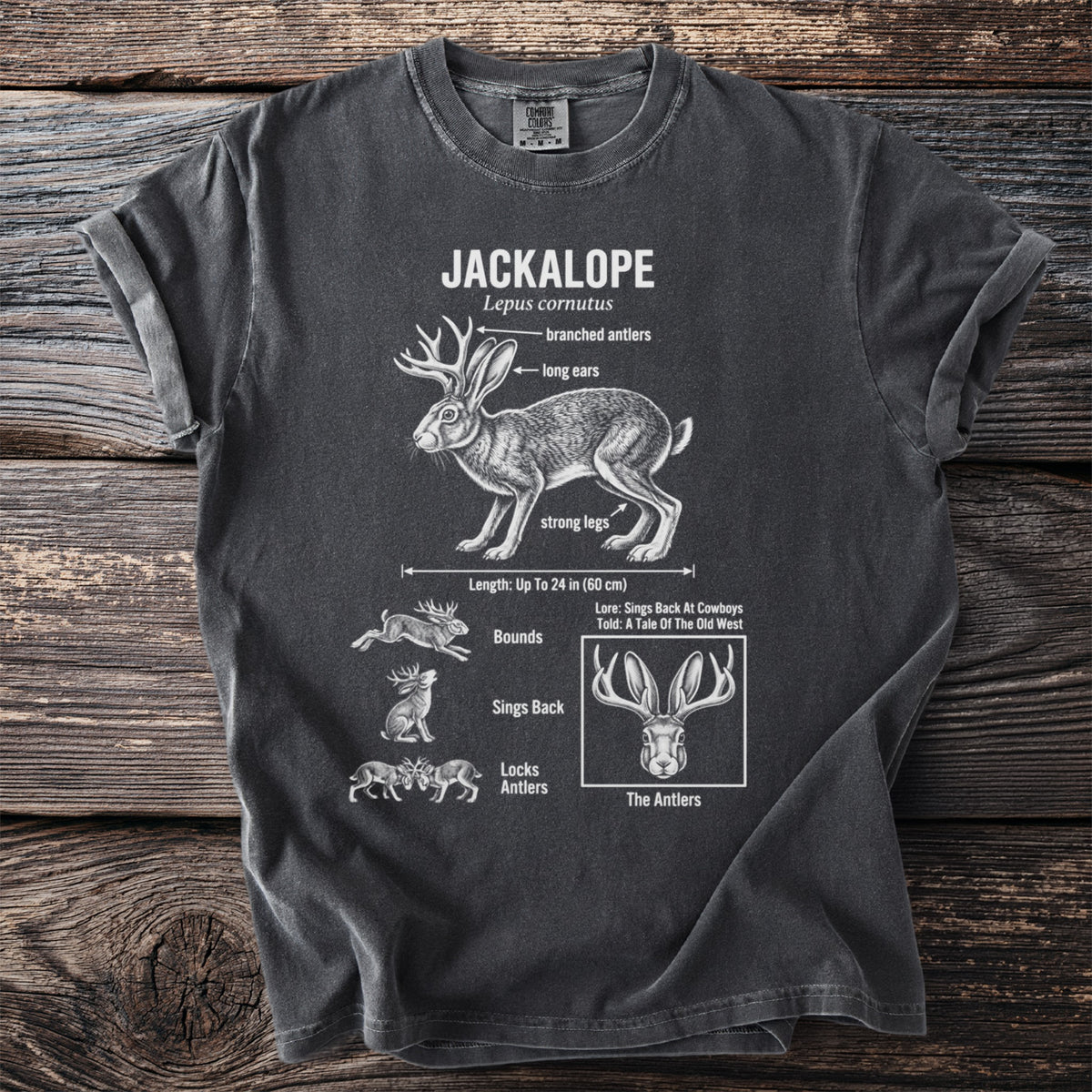 Jackalope illustration with labels: branched antlers, long ears, strong legs, and lore.