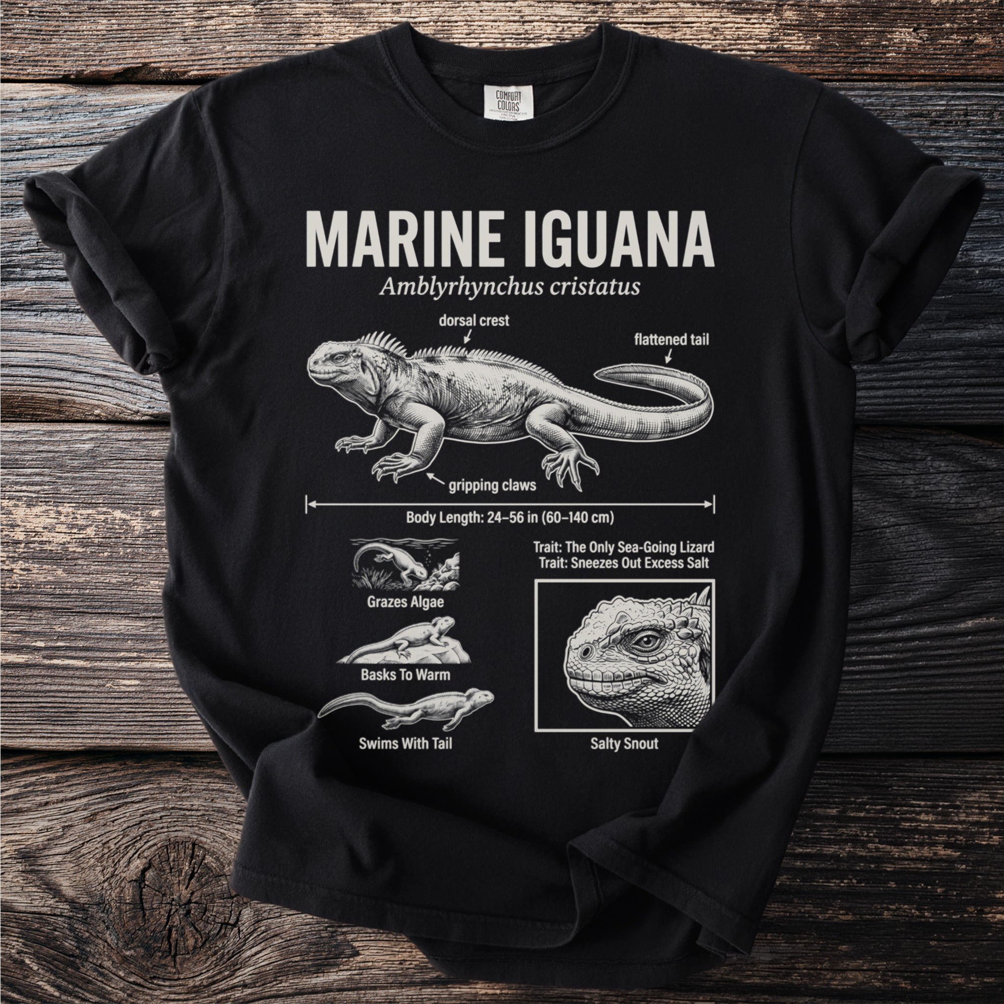 Marine Iguana details: body length, diet, behaviors, and salty snout illustration.