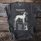 Belgian Malinois breed diagram with text details, dog poses, and head.