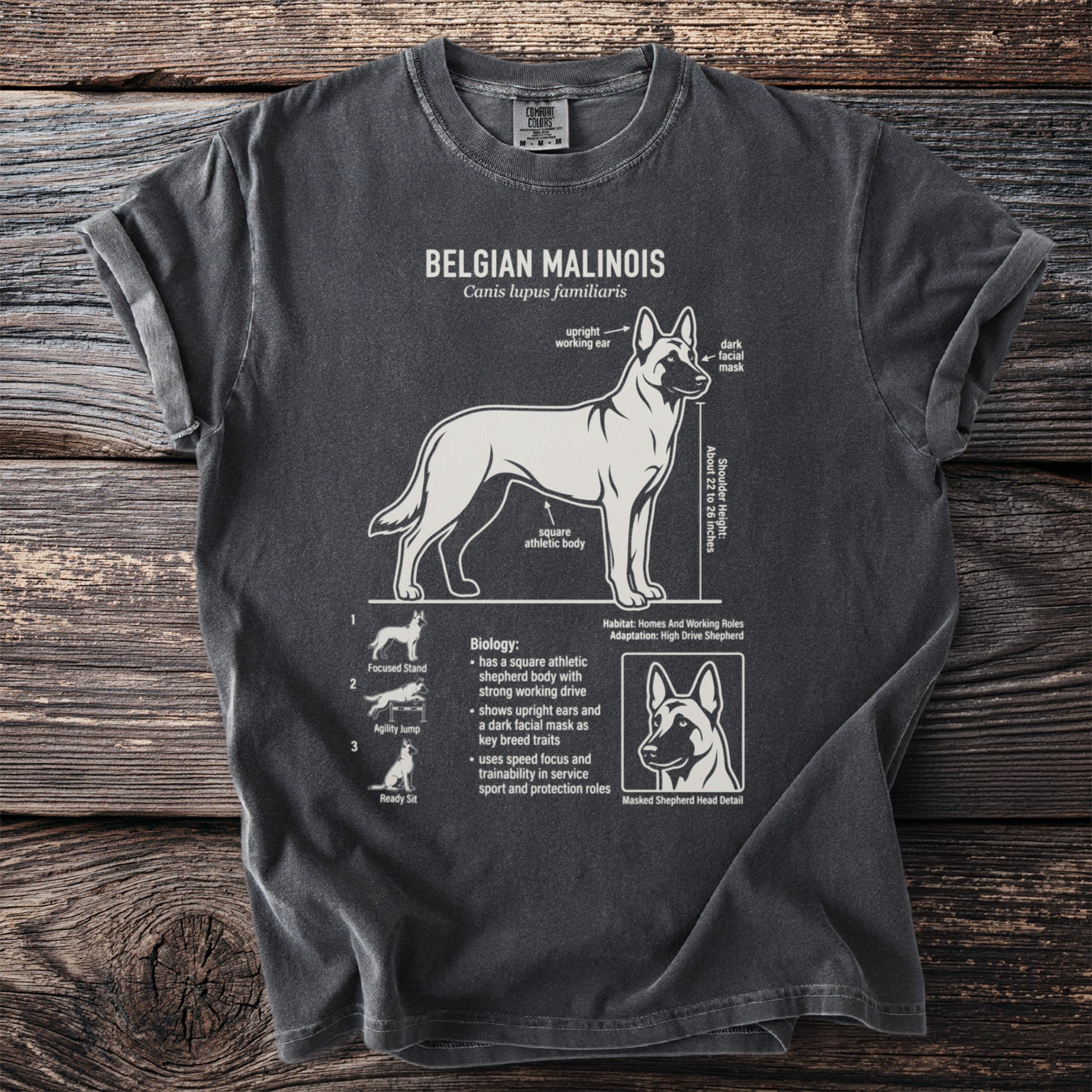 Belgian Malinois breed diagram with text details, dog poses, and head.