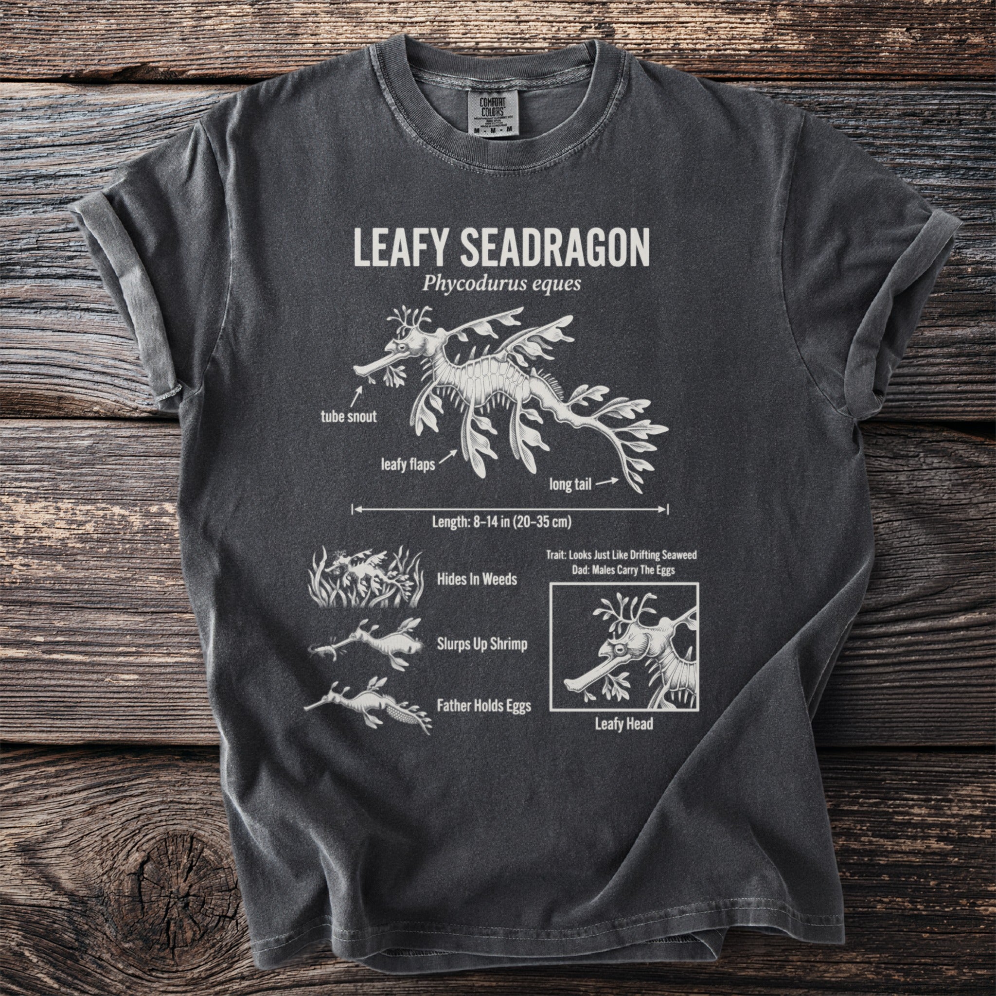 Leafy seadragon illustration with labels detailing its features and behaviors.