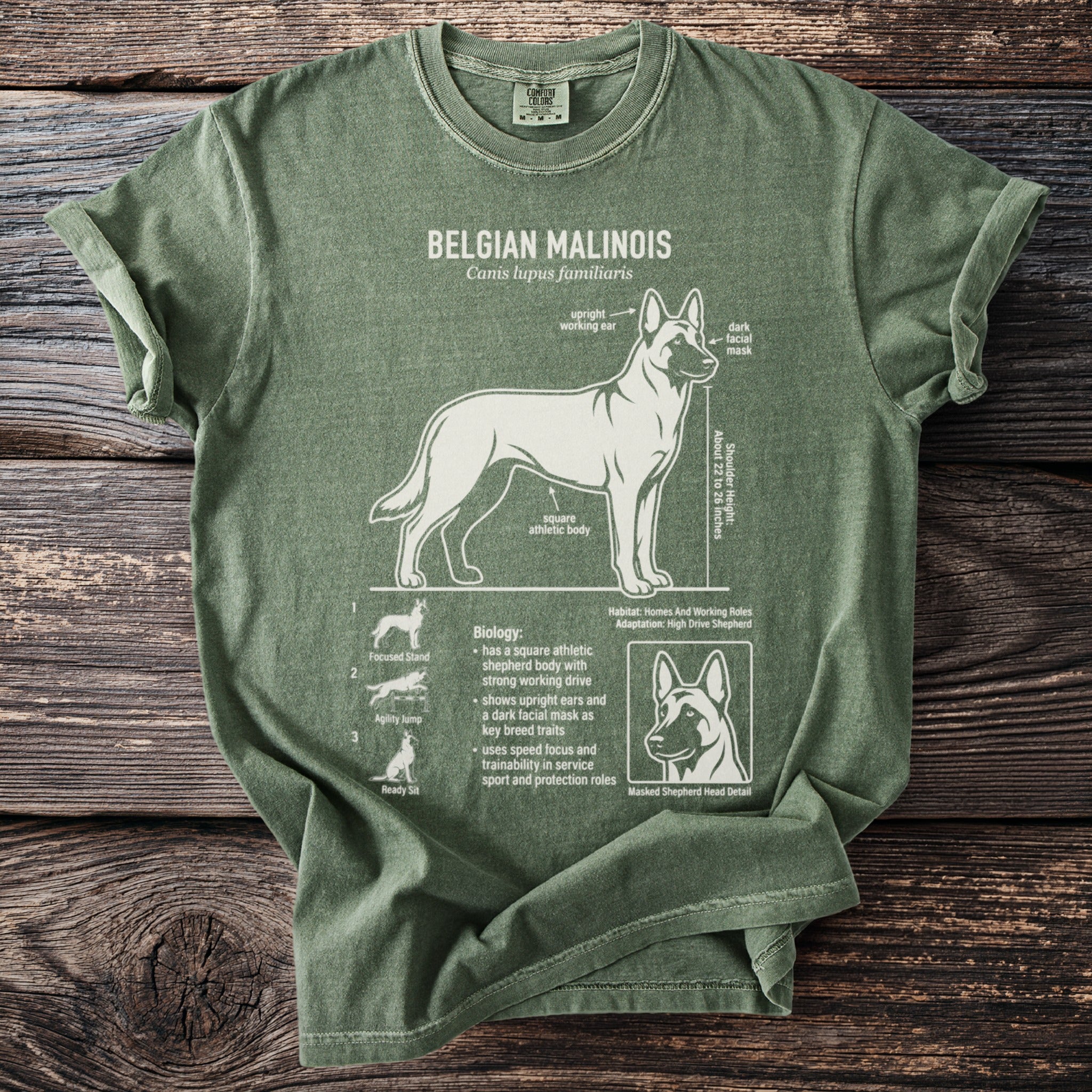 Green t-shirt with scientific illustration of a Belgian Malinois and its traits.