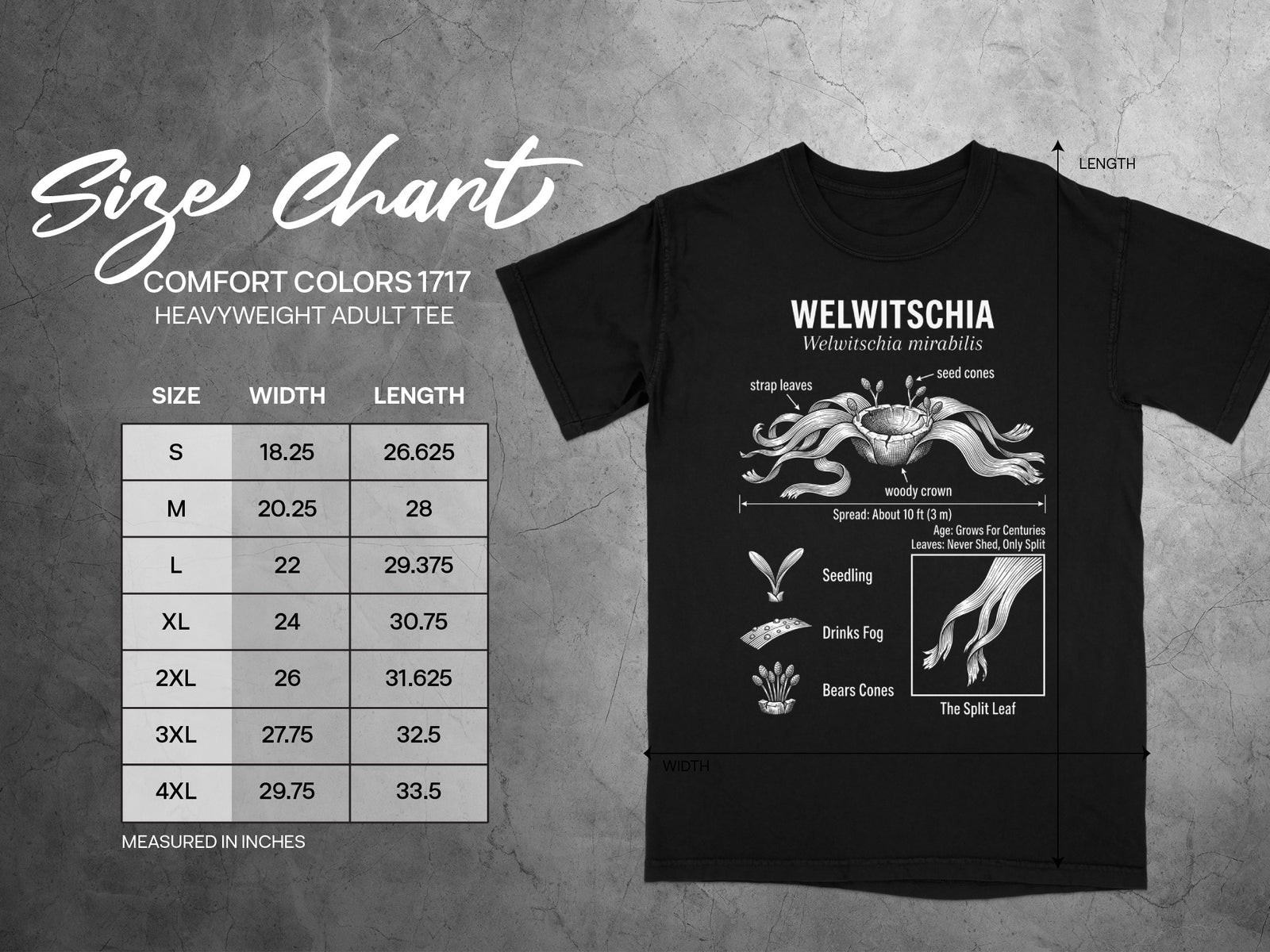 Comfort Colors 1717 adult tee size chart with Welwitschia plant diagram.