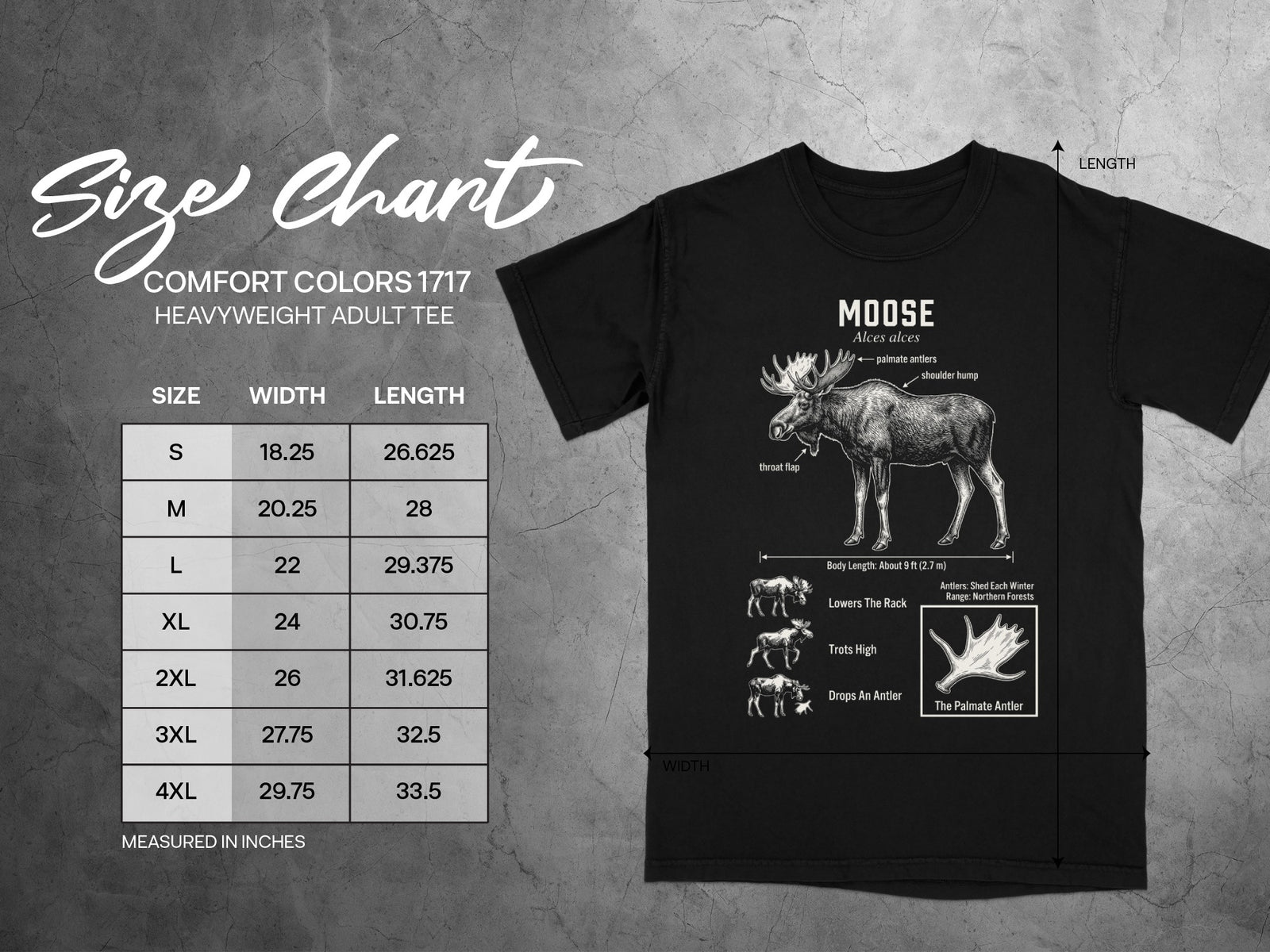 Size chart for Comfort Colors 1717 heavyweight adult tee with moose diagram.
