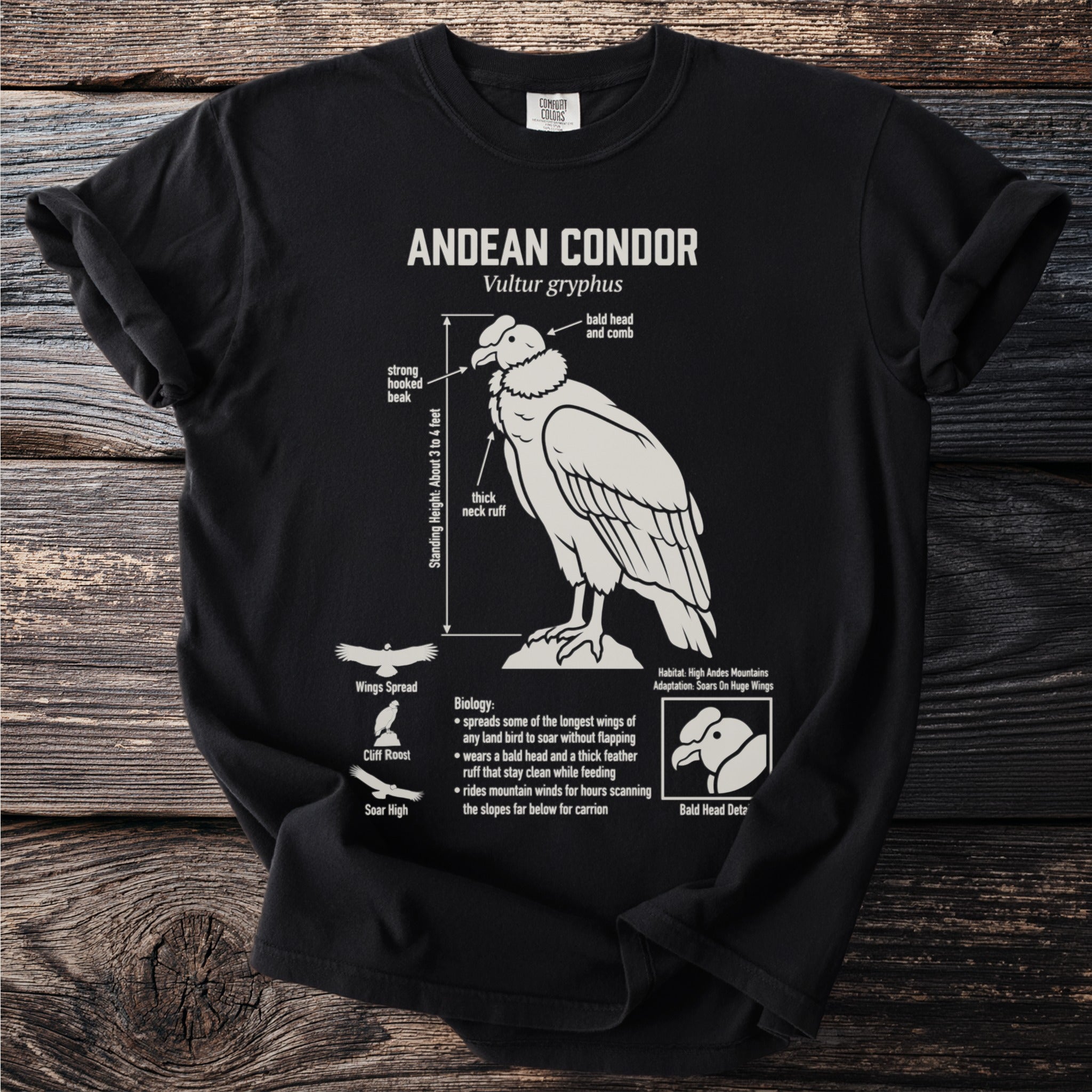 Andean Condor illustration with biological facts and diagrams.