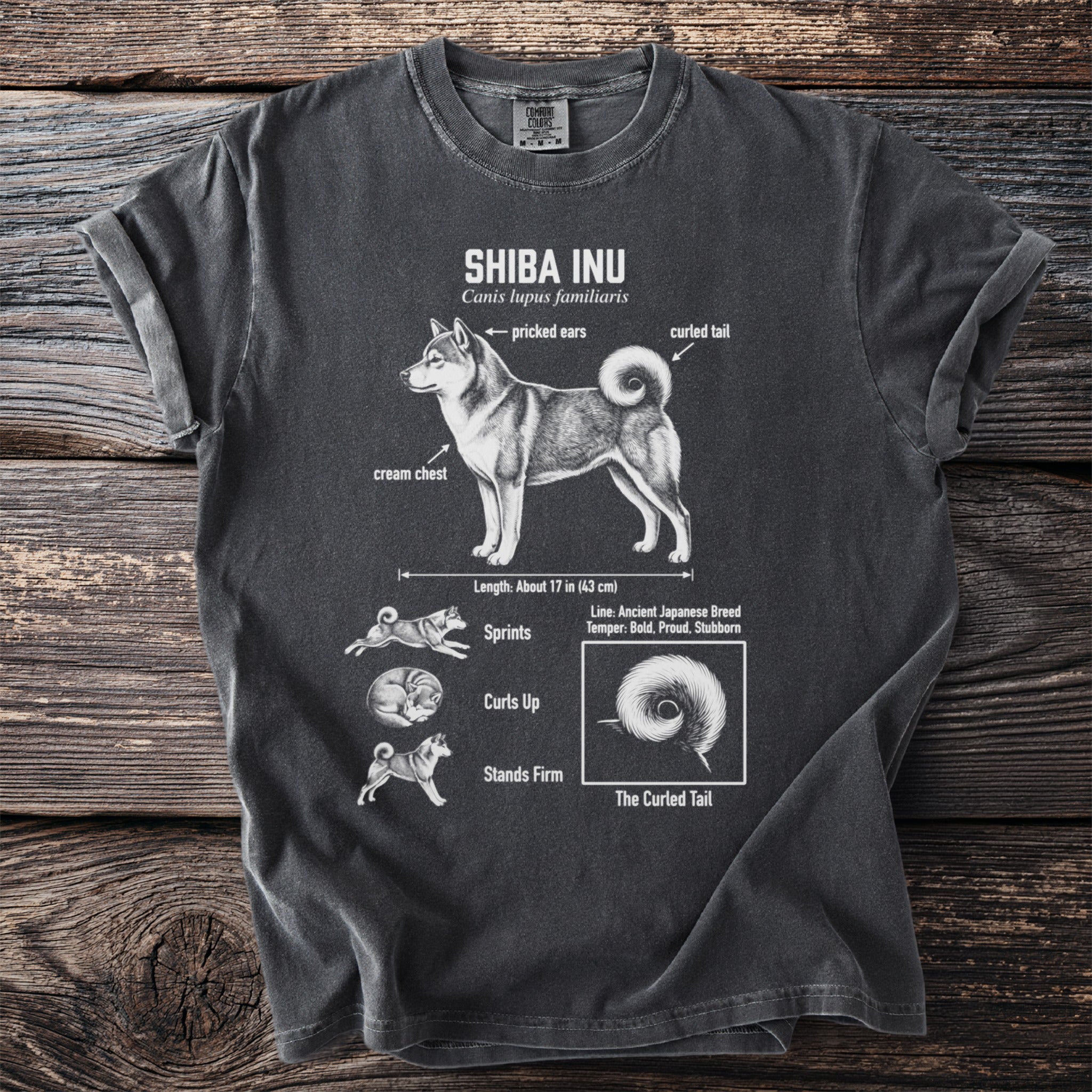 Shiba Inu breed information graphic with dog illustration, labeled features, and temperament.