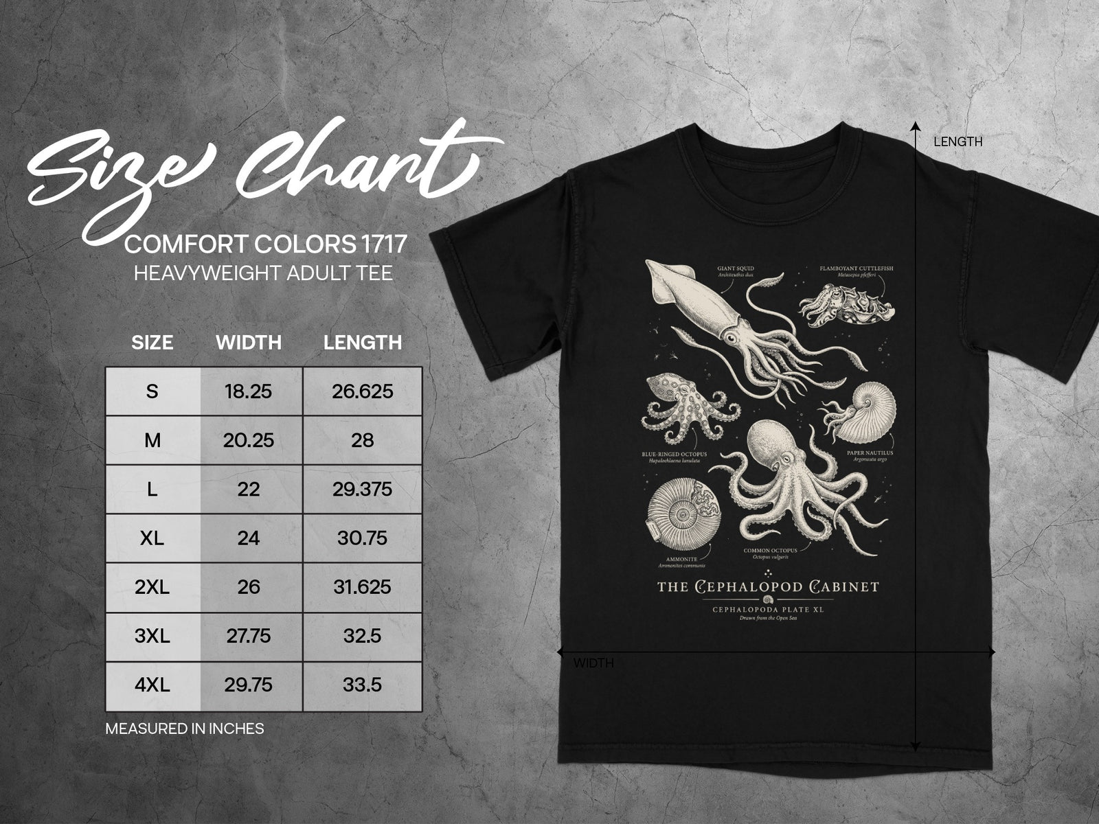 Comfort Colors 1717 heavyweight tee size chart with cephalopod illustrations.