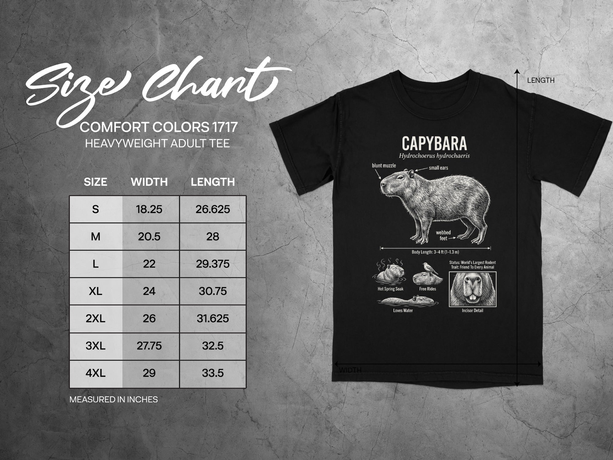 Comfort Colors 1717 garment size chart in inches.