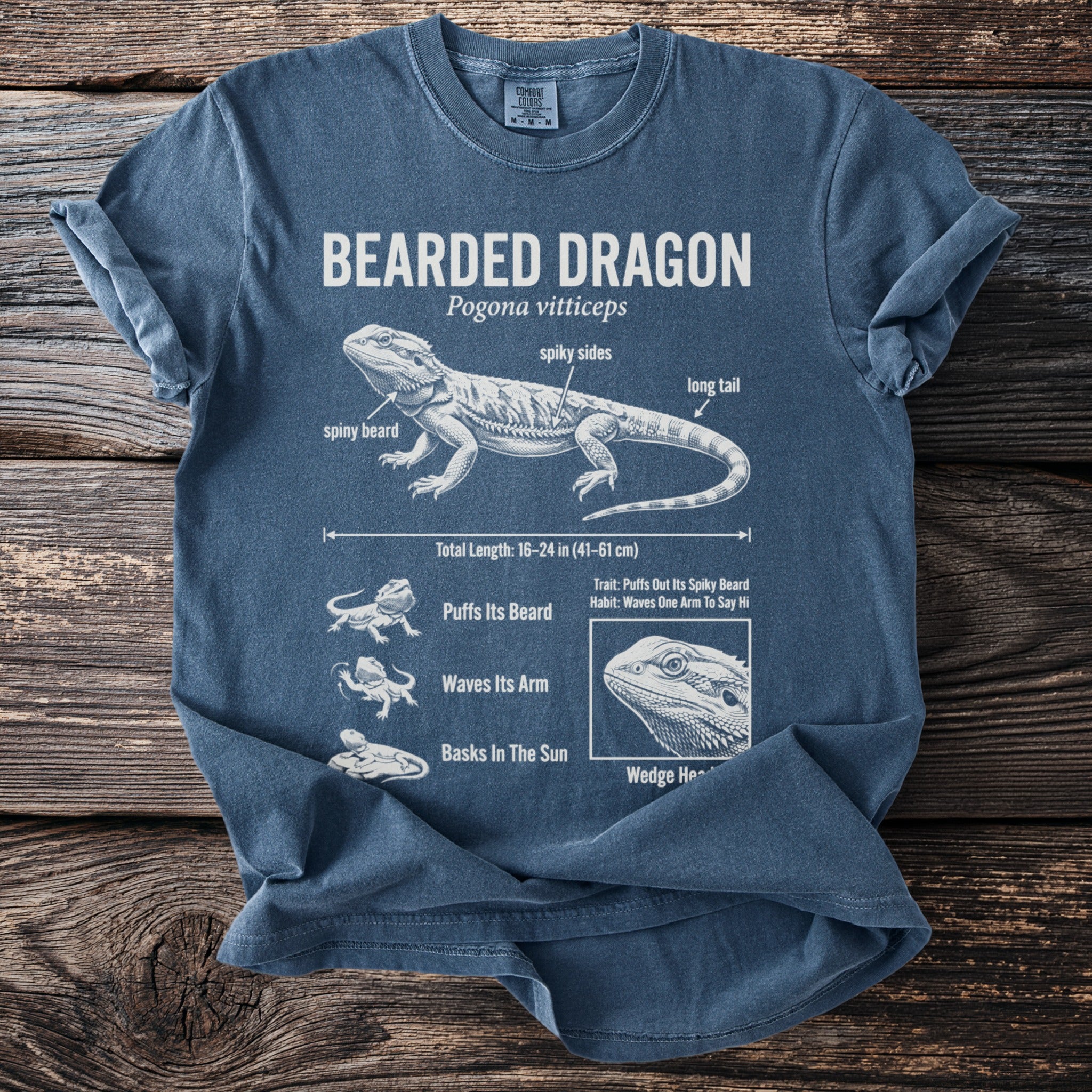Bearded Dragon diagram showing anatomy, length, and behaviors with text labels.