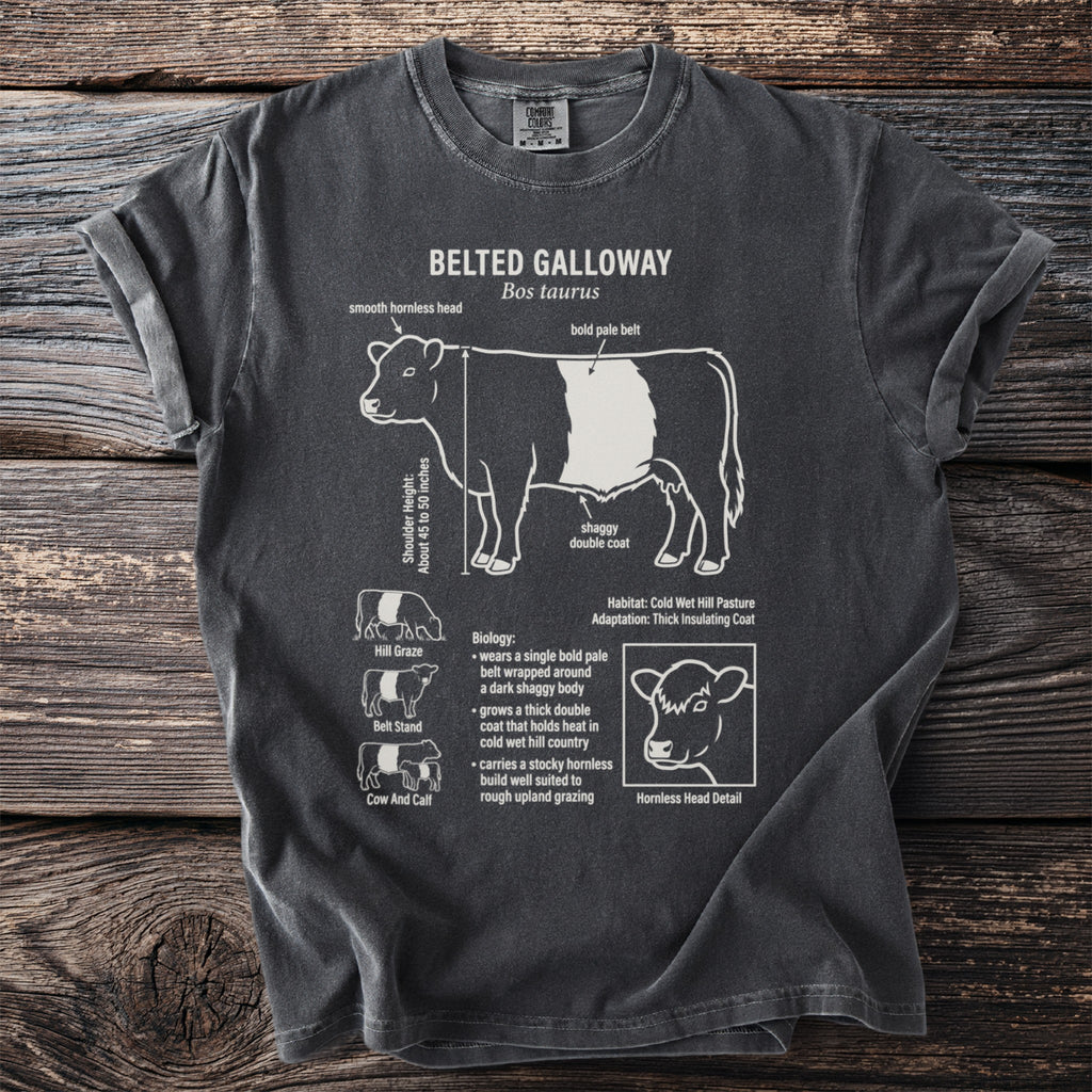 Belted Galloway cow diagram with labels identifying features and biology.