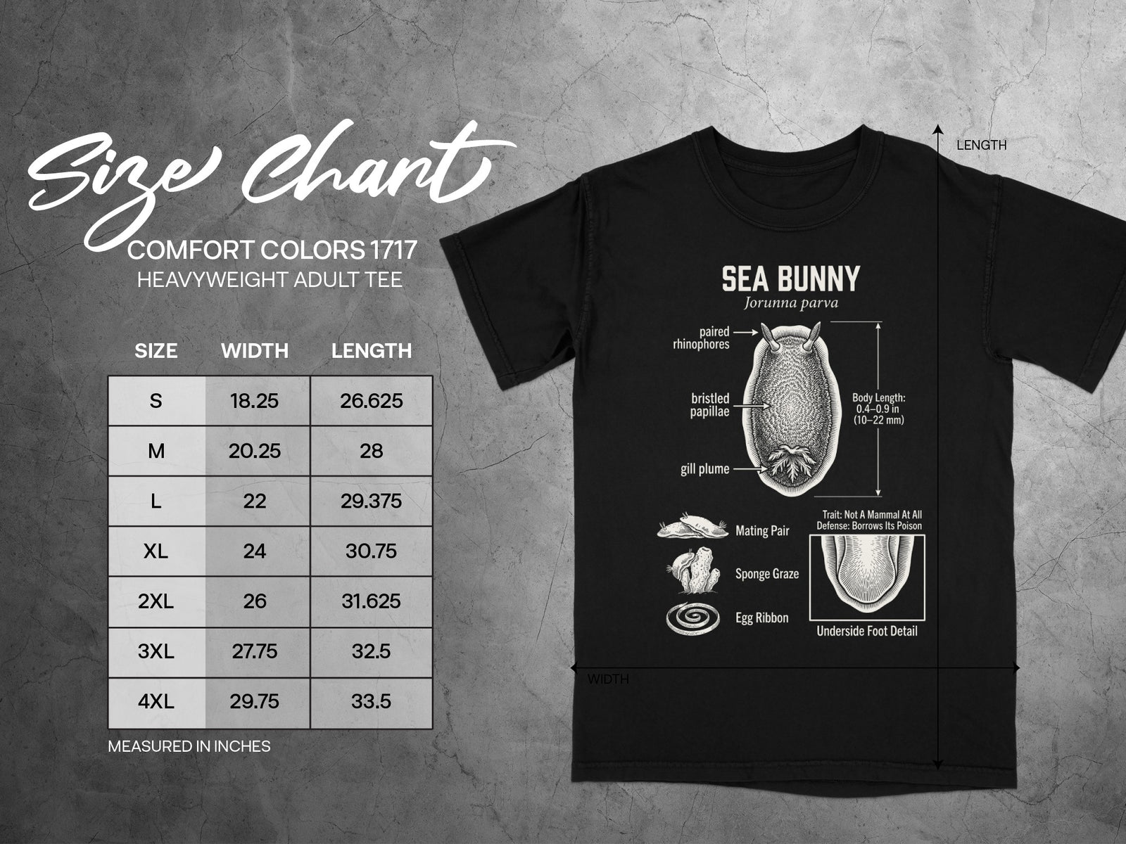 Comfort Colors 1717 size chart with Sea Bunny illustration and measurements.