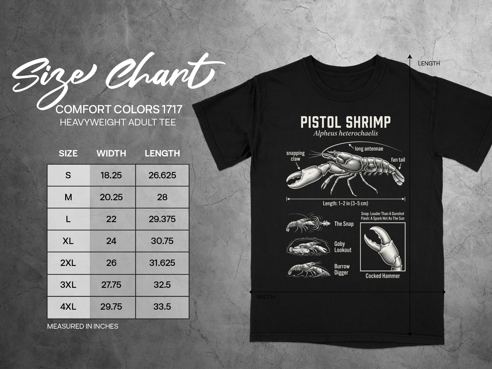 Comfort Colors 1717 size chart with pistol shrimp anatomy diagram.