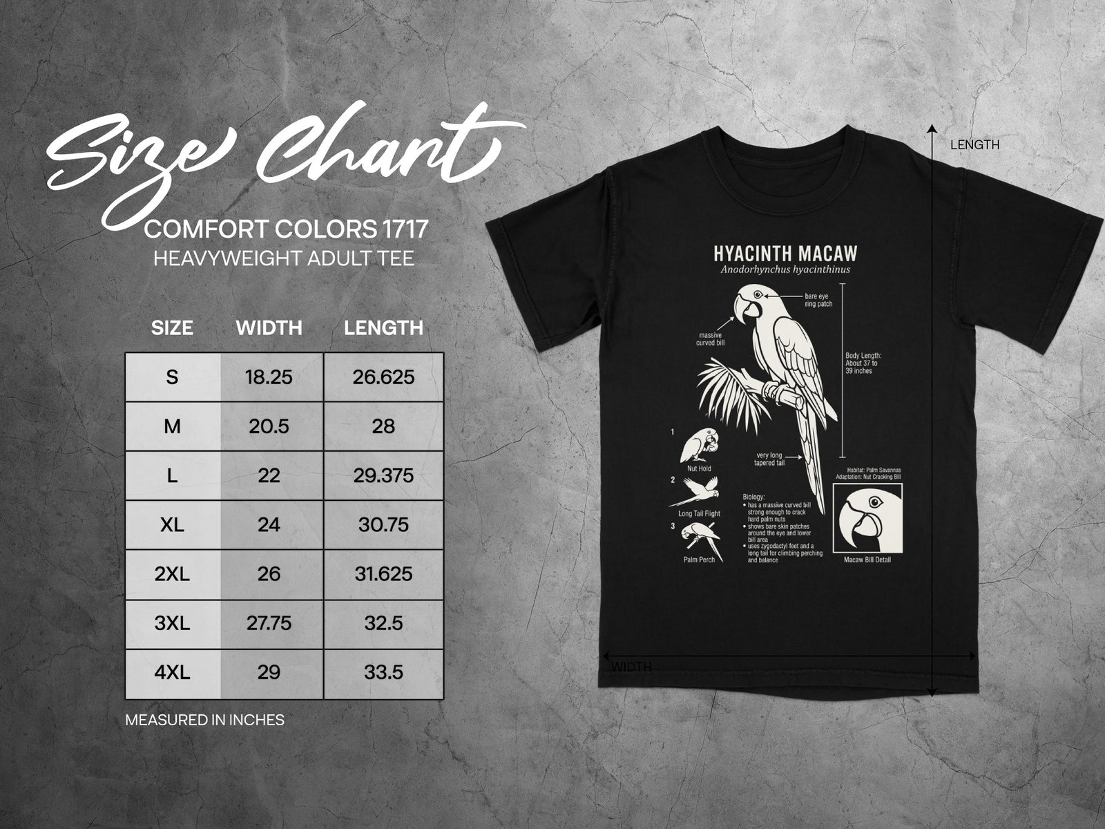 Comfort Colors 1717 heavyweight t-shirt size chart and Hyacinth Macaw illustration.