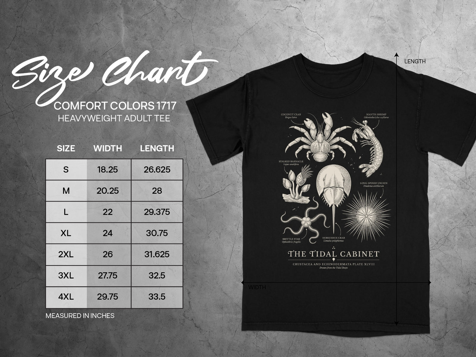 Comfort Colors 1717 adult tee size chart with detailed shellfish illustrations.