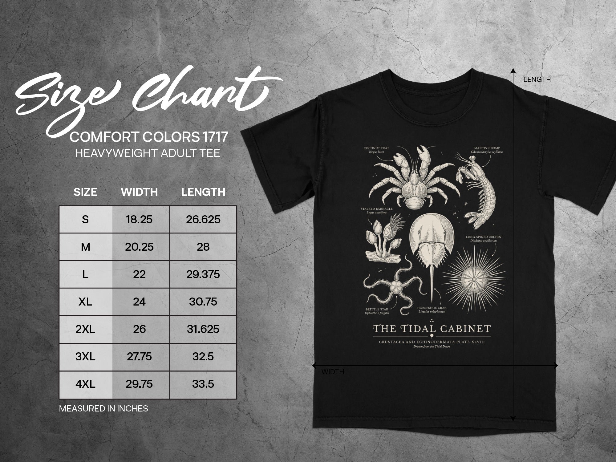 Comfort Colors 1717 adult tee size chart with detailed shellfish illustrations.