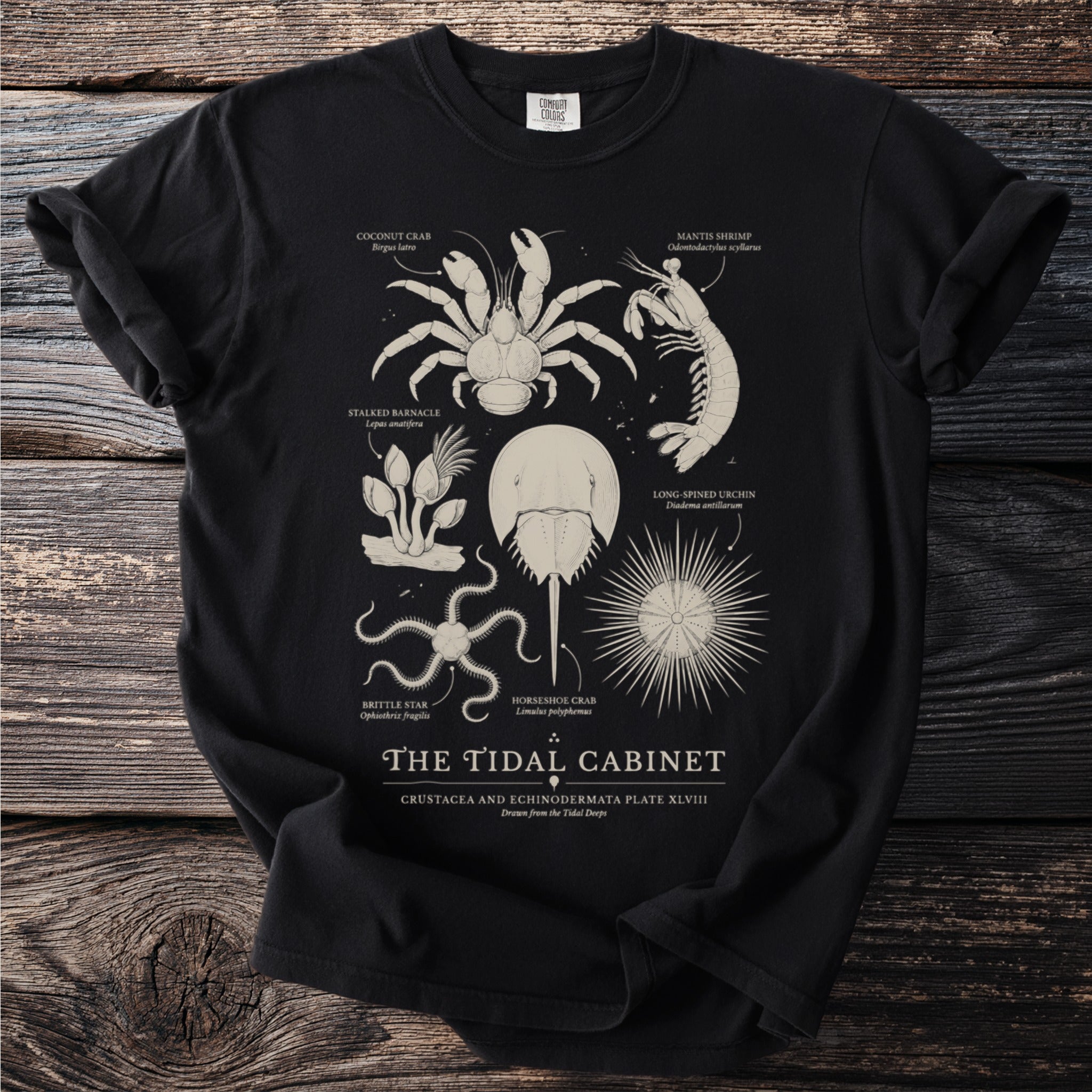 Black t-shirt with illustration of various marine creatures and "The Tidal Cabinet" title.