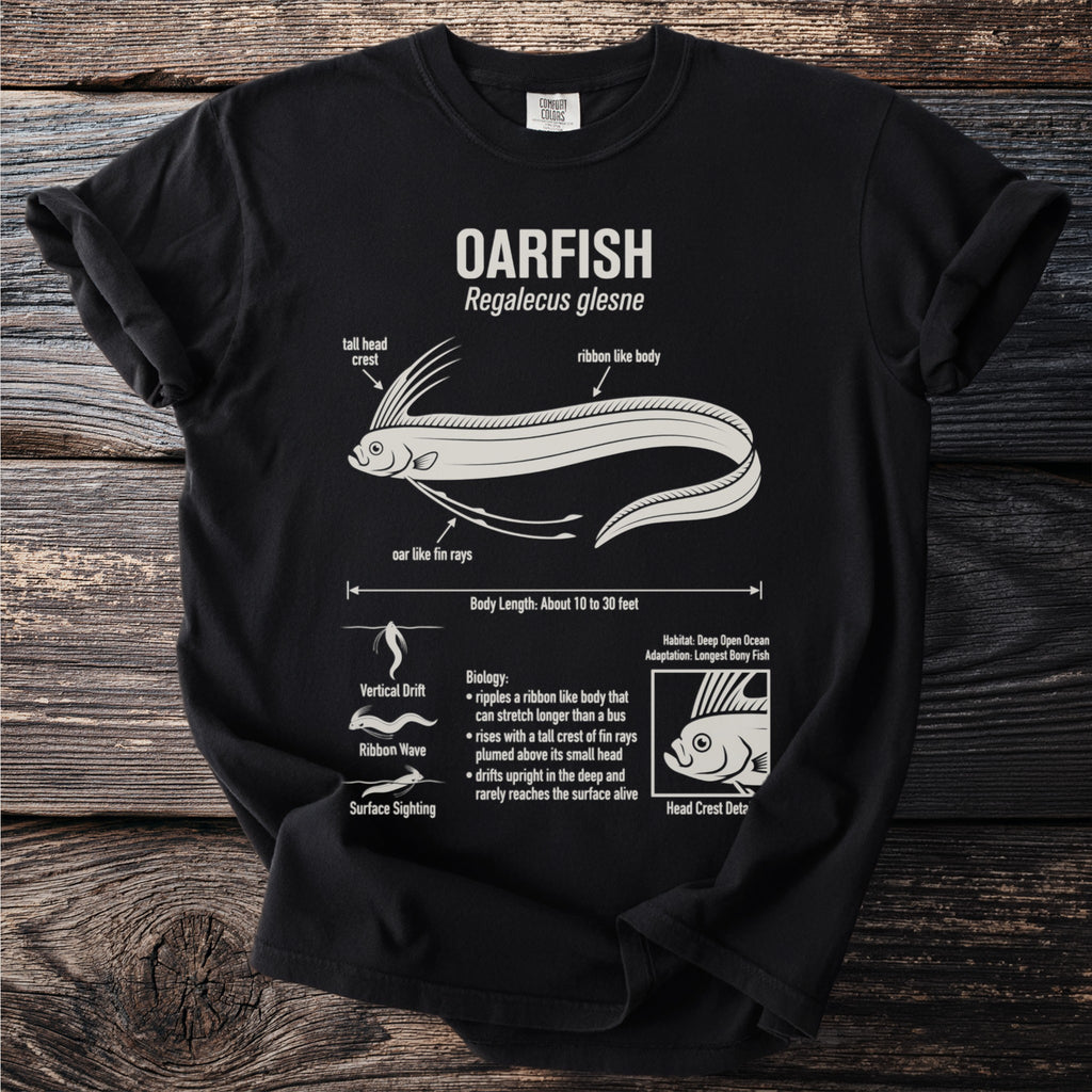 Oarfish diagram and biology information with text: Regalecus glesne, body length, habitat.