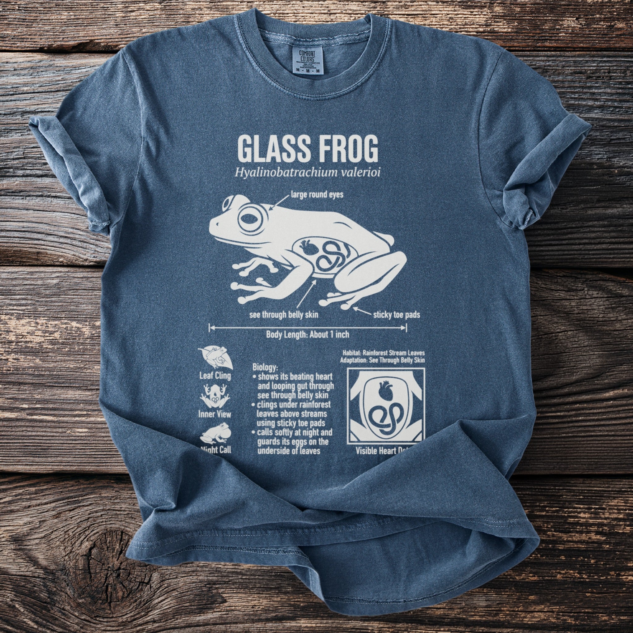 Blue t-shirt graphic of a glass frog with scientific details.