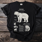 Sun Bear facts with illustrations detailing biology, habitat, and adaptations.