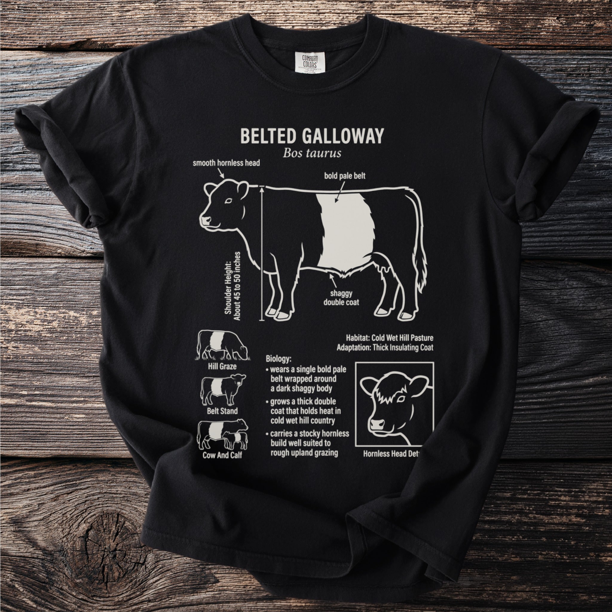 Belted Galloway cow diagram detailing anatomy, biology, habitat, and adaptations.